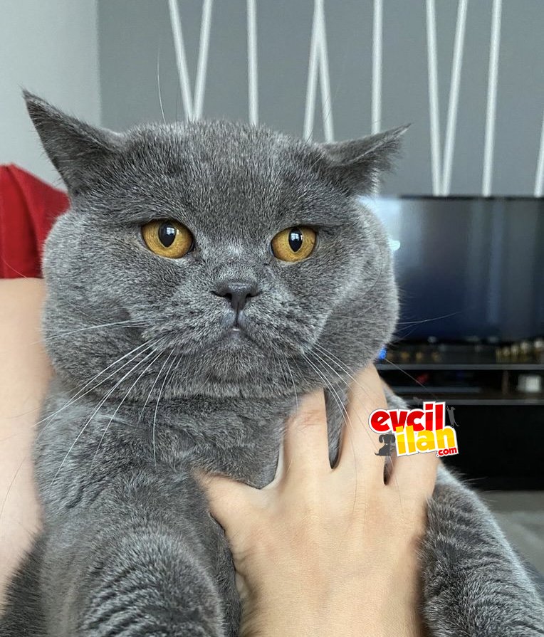 2 Yaşında Erkek British