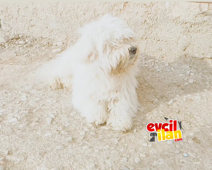 2 Yaşında maltese terrier
