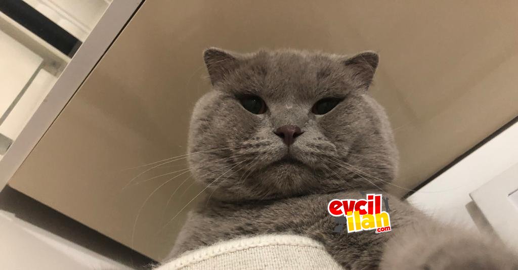 2 Yaşında Safkan Erkek Scottish Fold