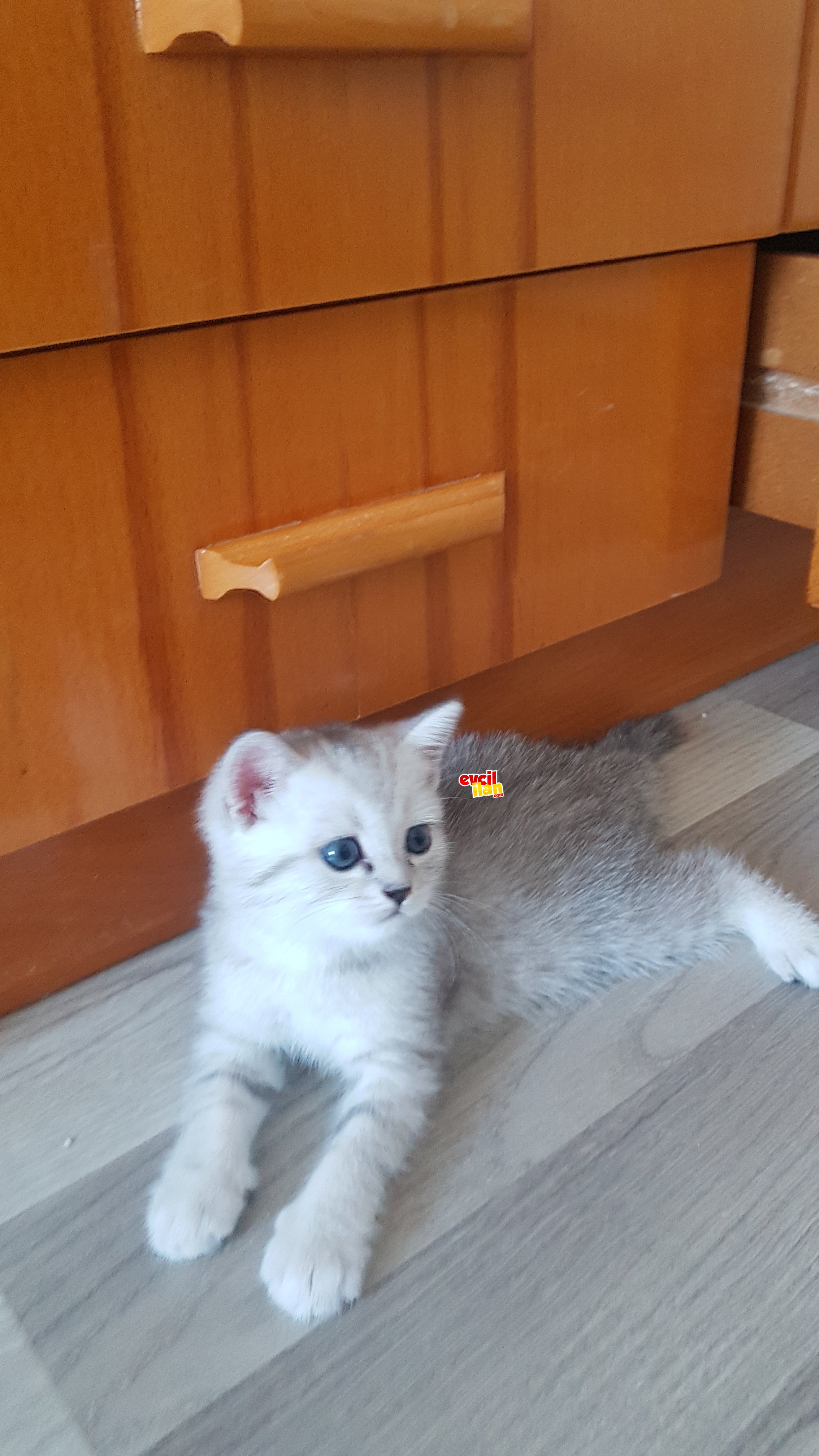 2 yavru british shorthair 2 aylık