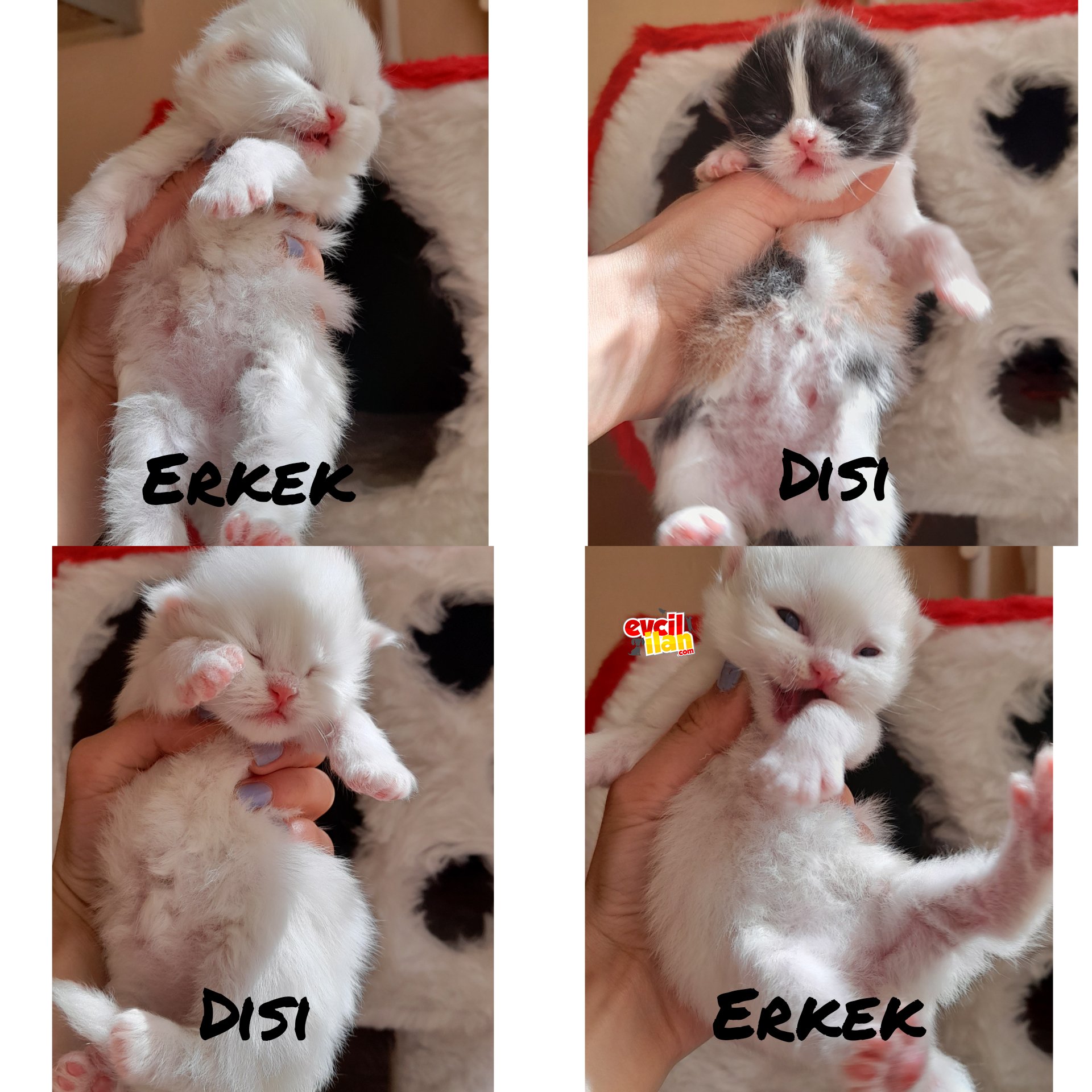 20 günlük british yavrularımız 