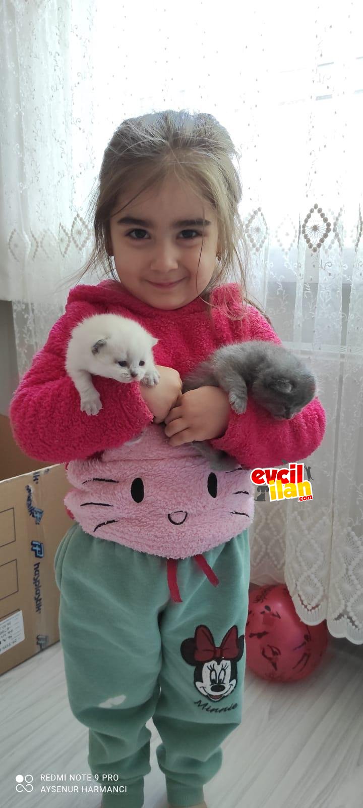 20.04.2022 doğum tarihli yavrular