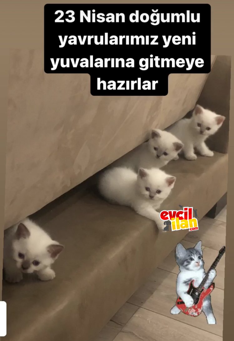 23 Nisan doğumlu yavrularımız yeni yuvalarına gitmeye hazırlar 