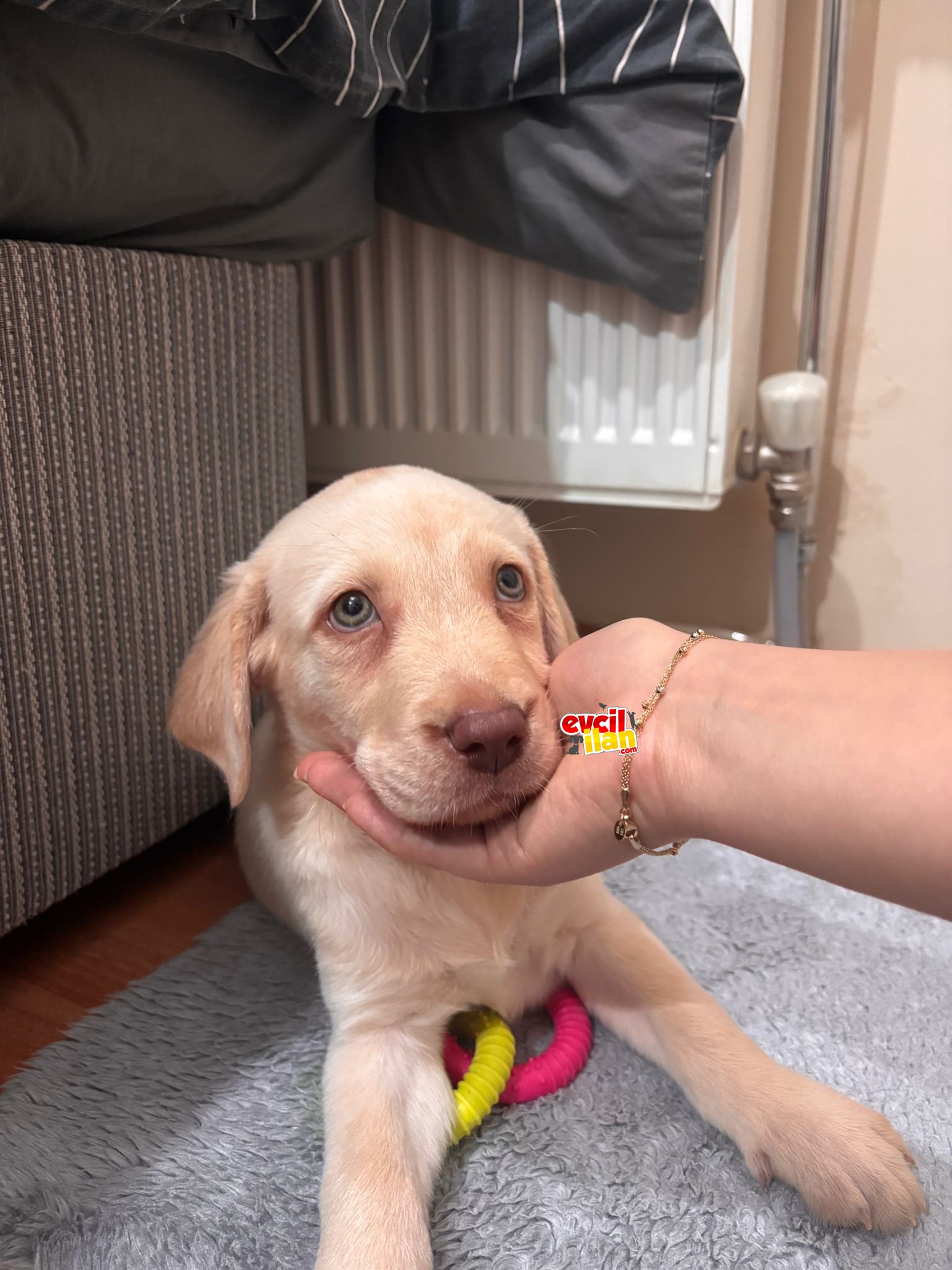 2.5-3 aylık labrador