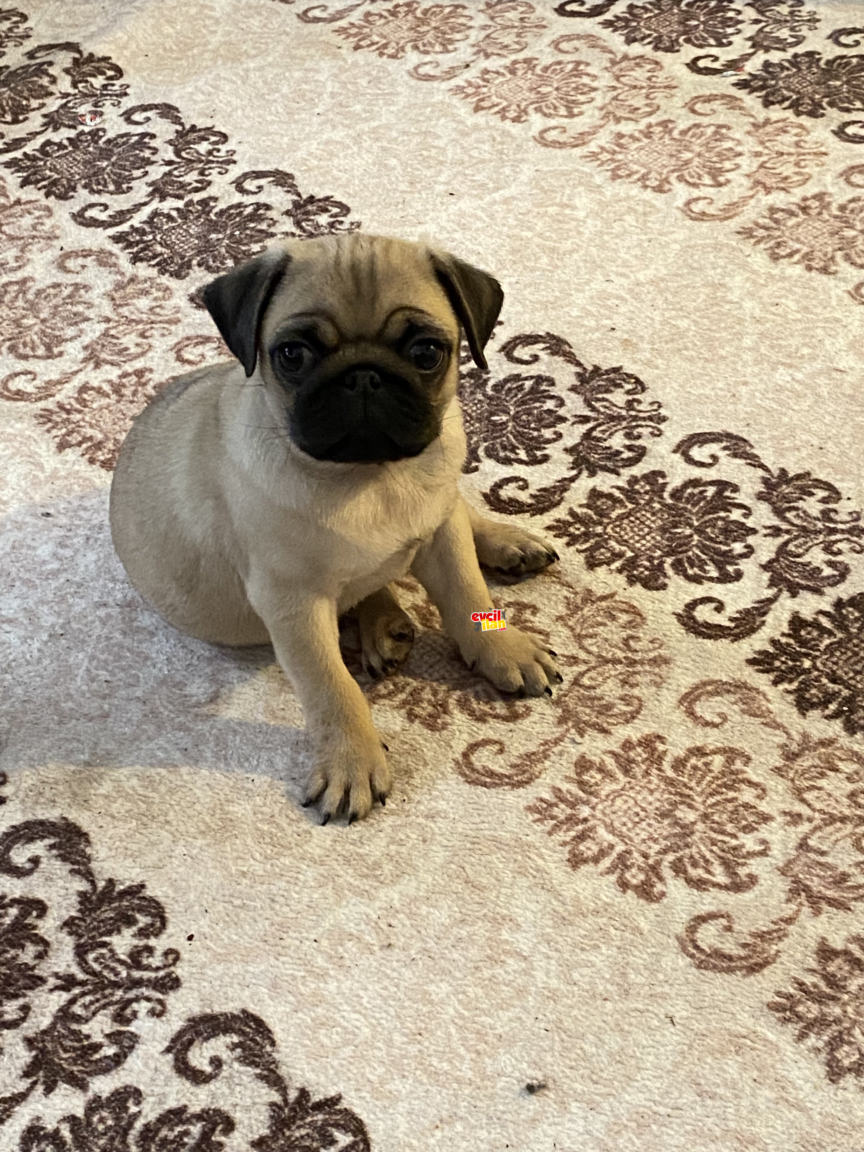 2.5 Aylık A kalite 0 burun pug 