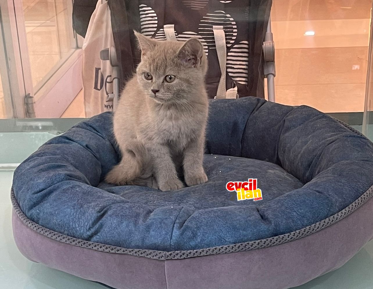 3 aylık british Dişi lilac