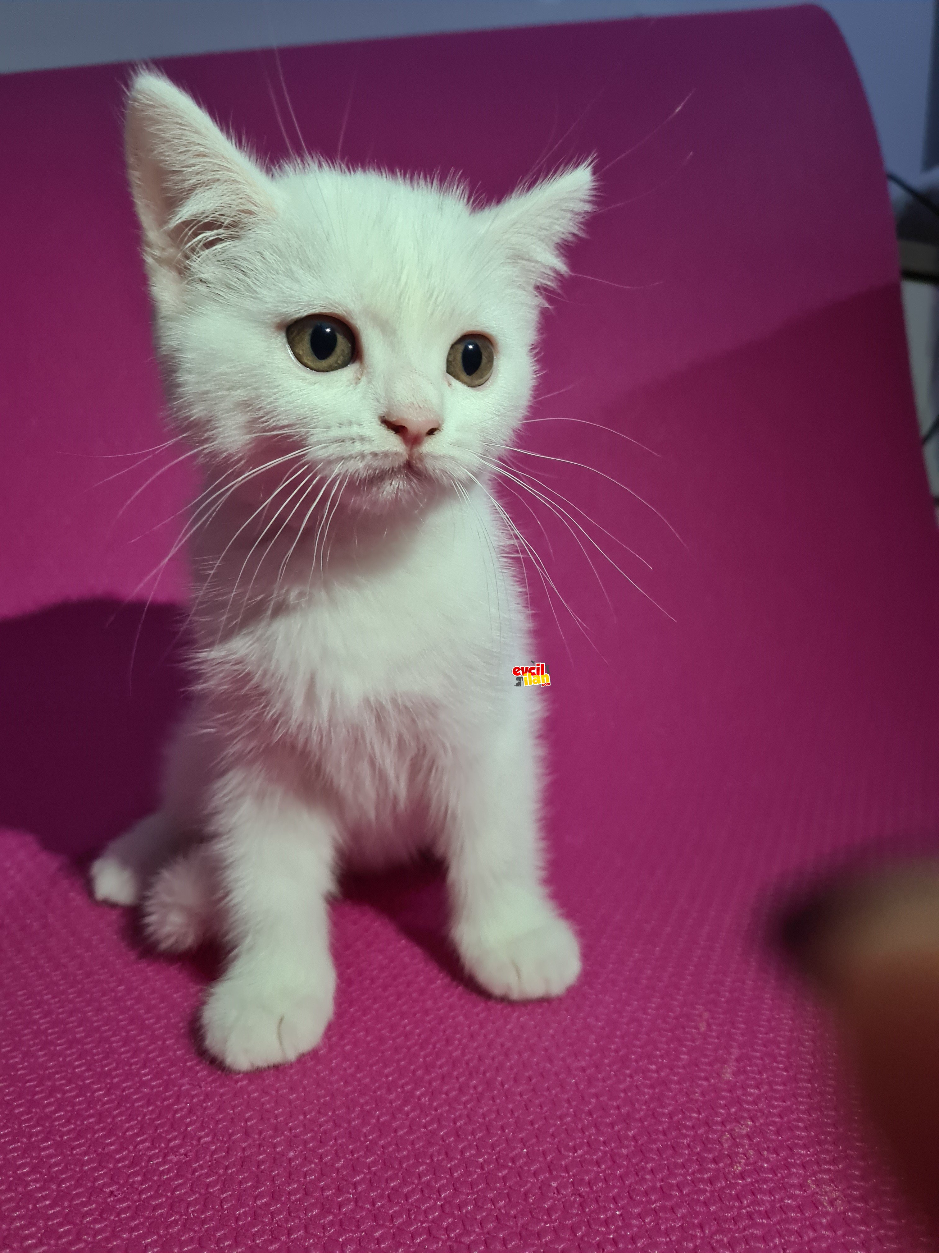 2,5 Aylık British Shorthair Bebeğim