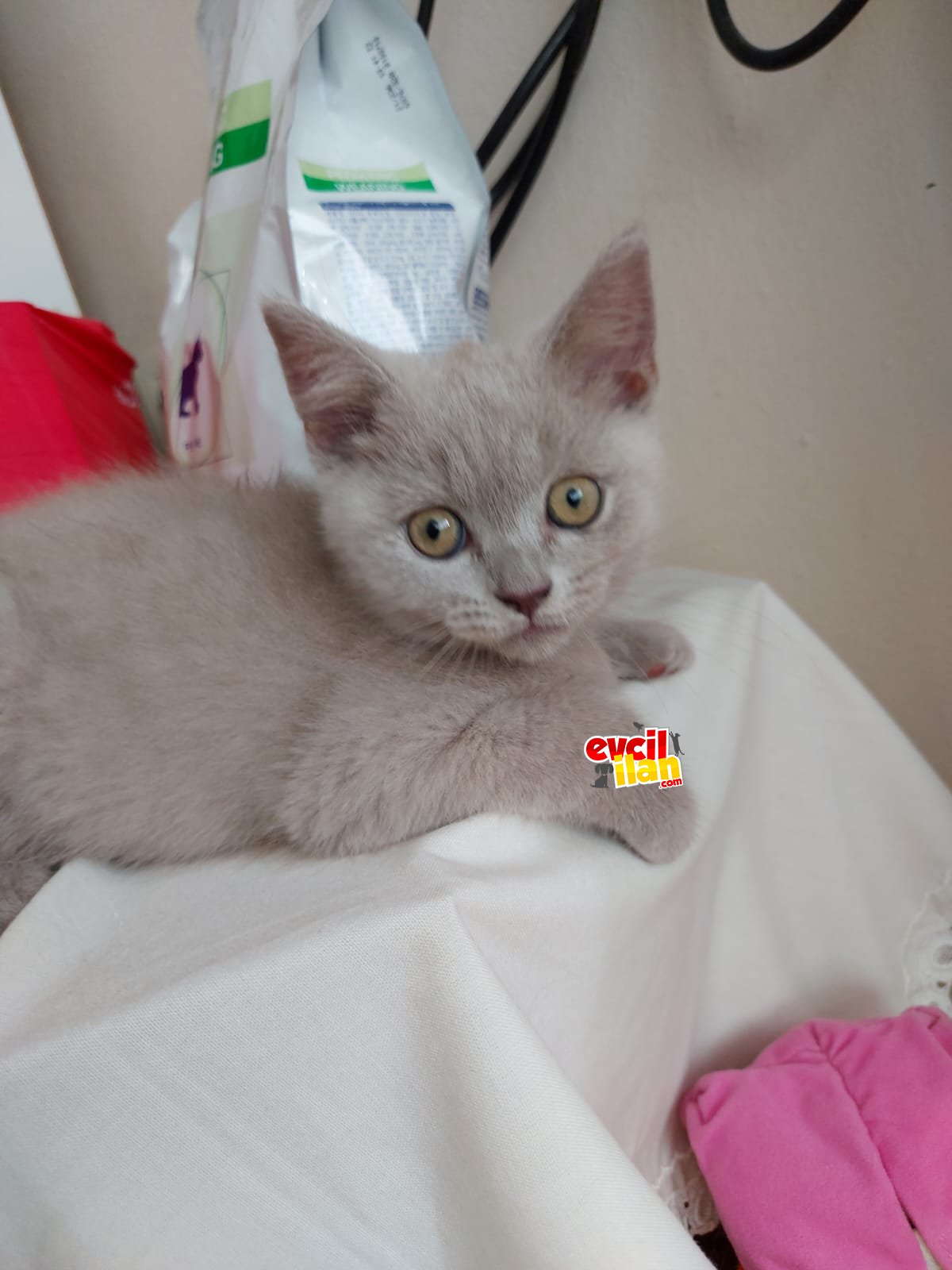 2.5 aylik british shorthair erkek yavru