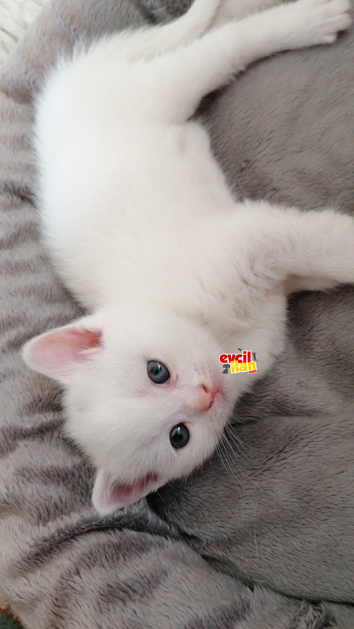 2.5 aylık British Shorthair