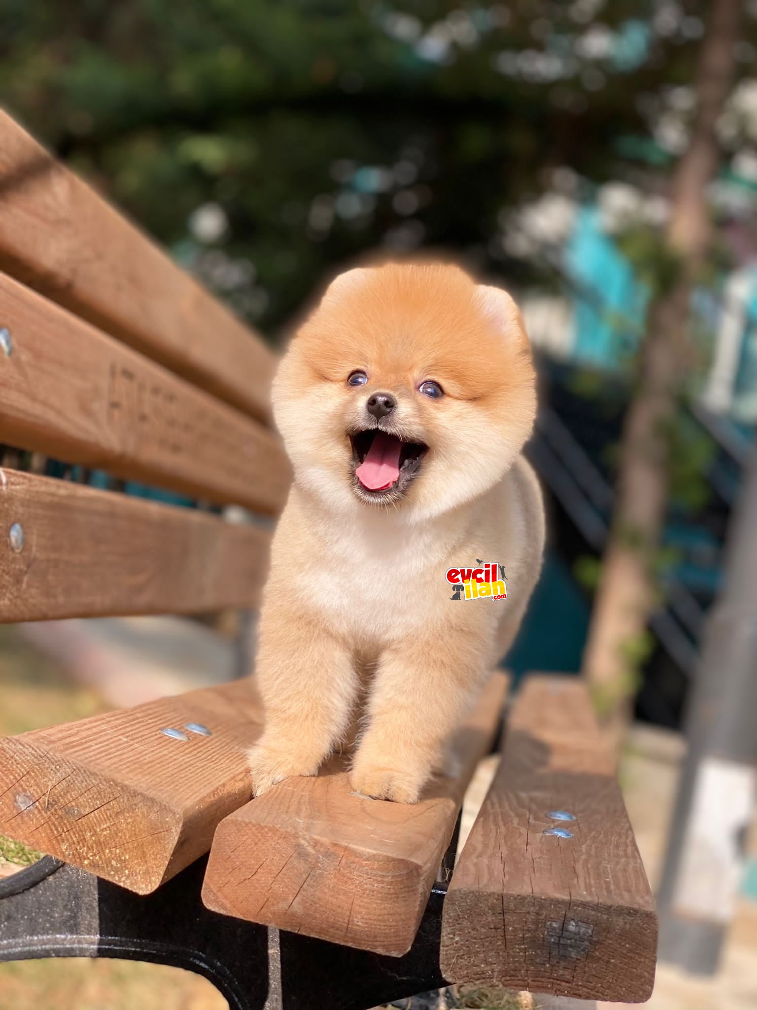 2,5 aylık Dişi Oranj Pomeranian Boo