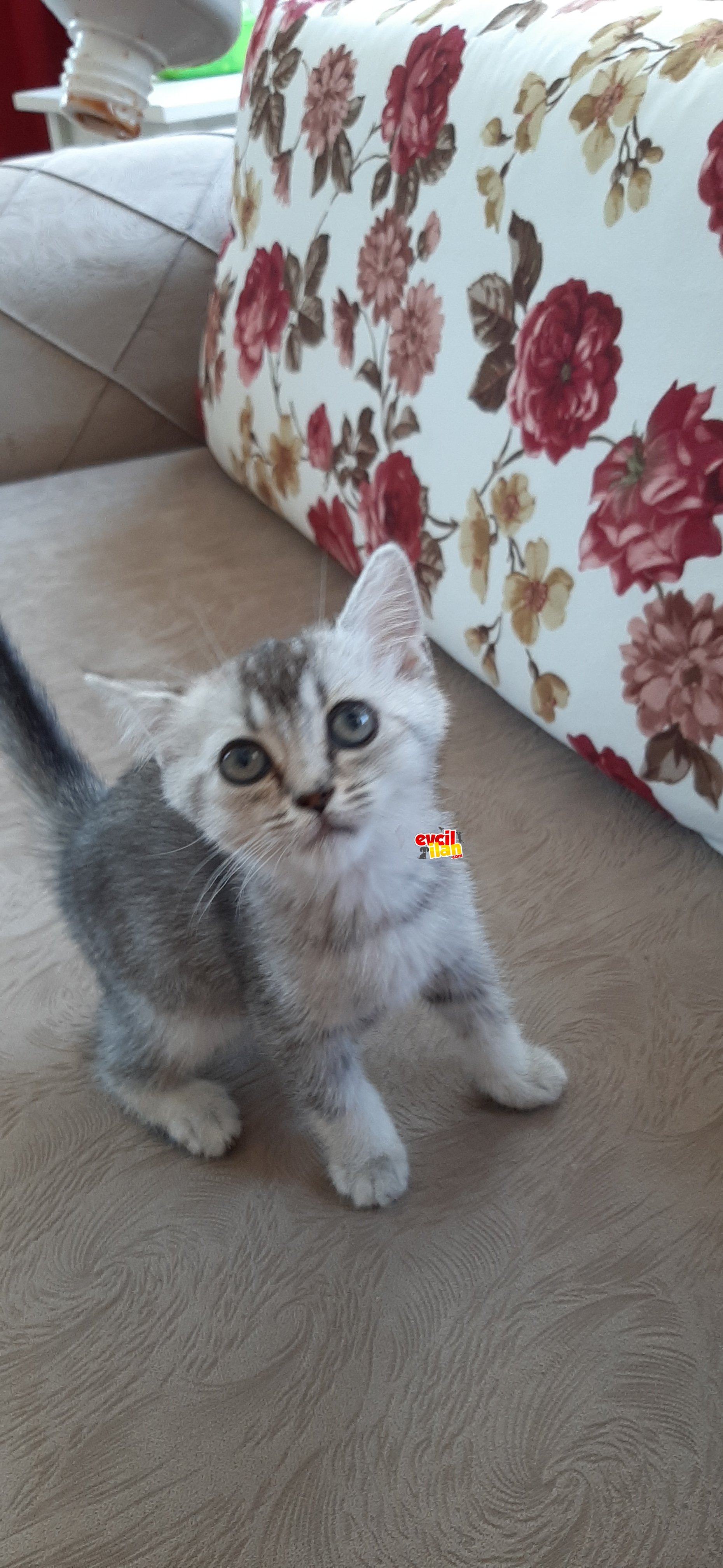2,5 aylık dişi sahiplendirme 