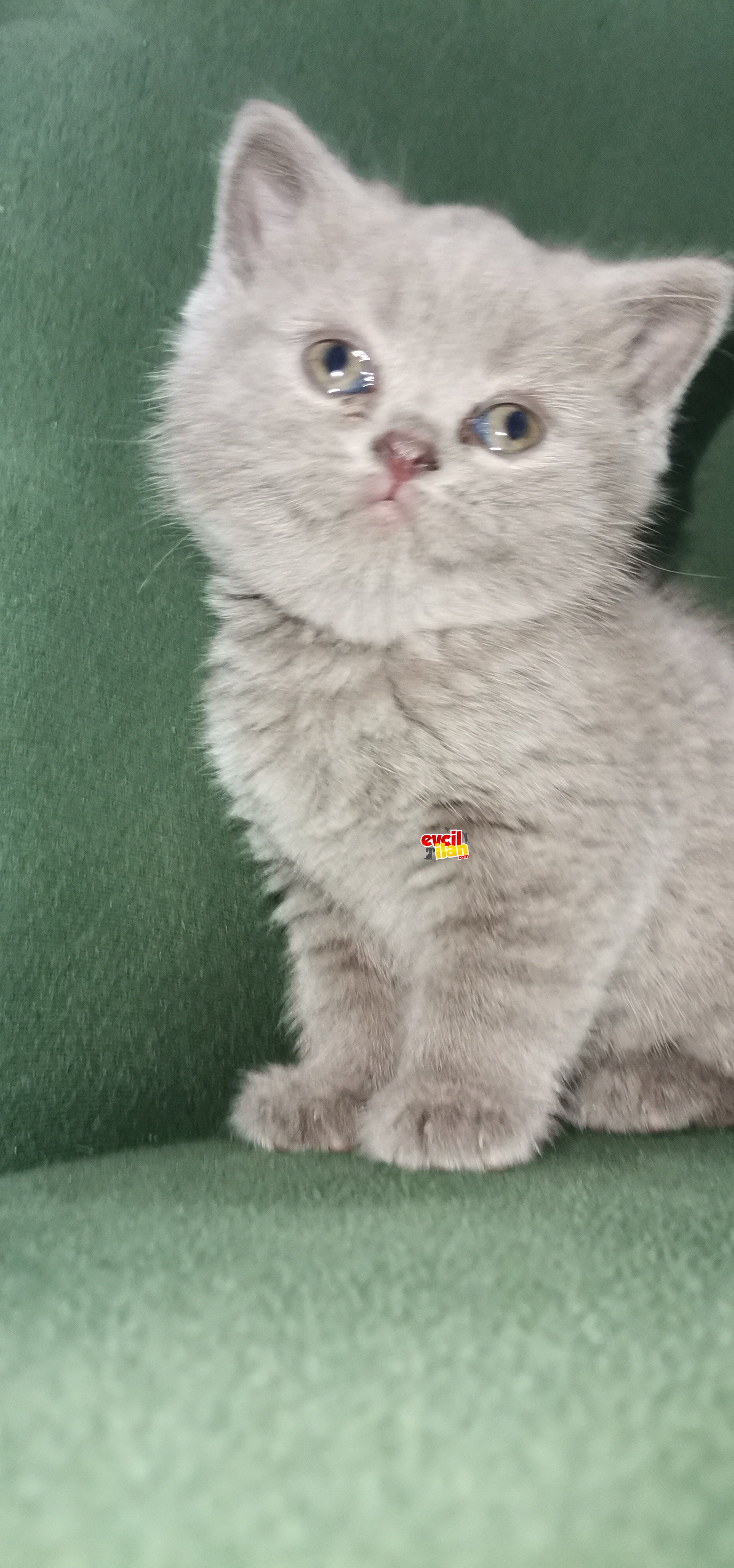 2,5 Aylık Erkek Bebeğimiz yeni yuvasını arıyor! 