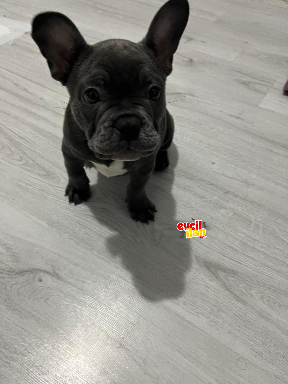 2.5 aylık erkek blue french bulldog