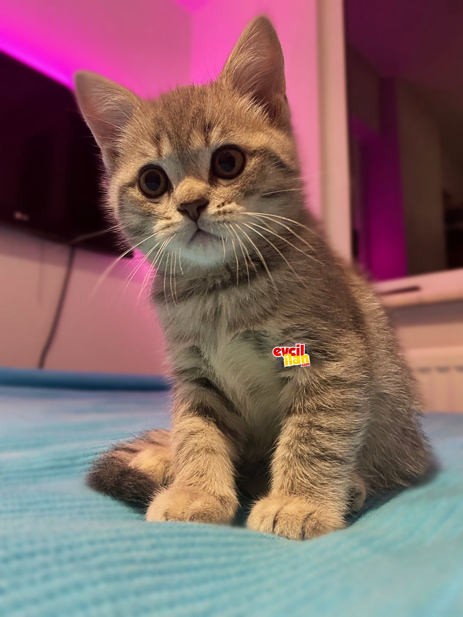 2.5 Aylık Erkek British shorthair..