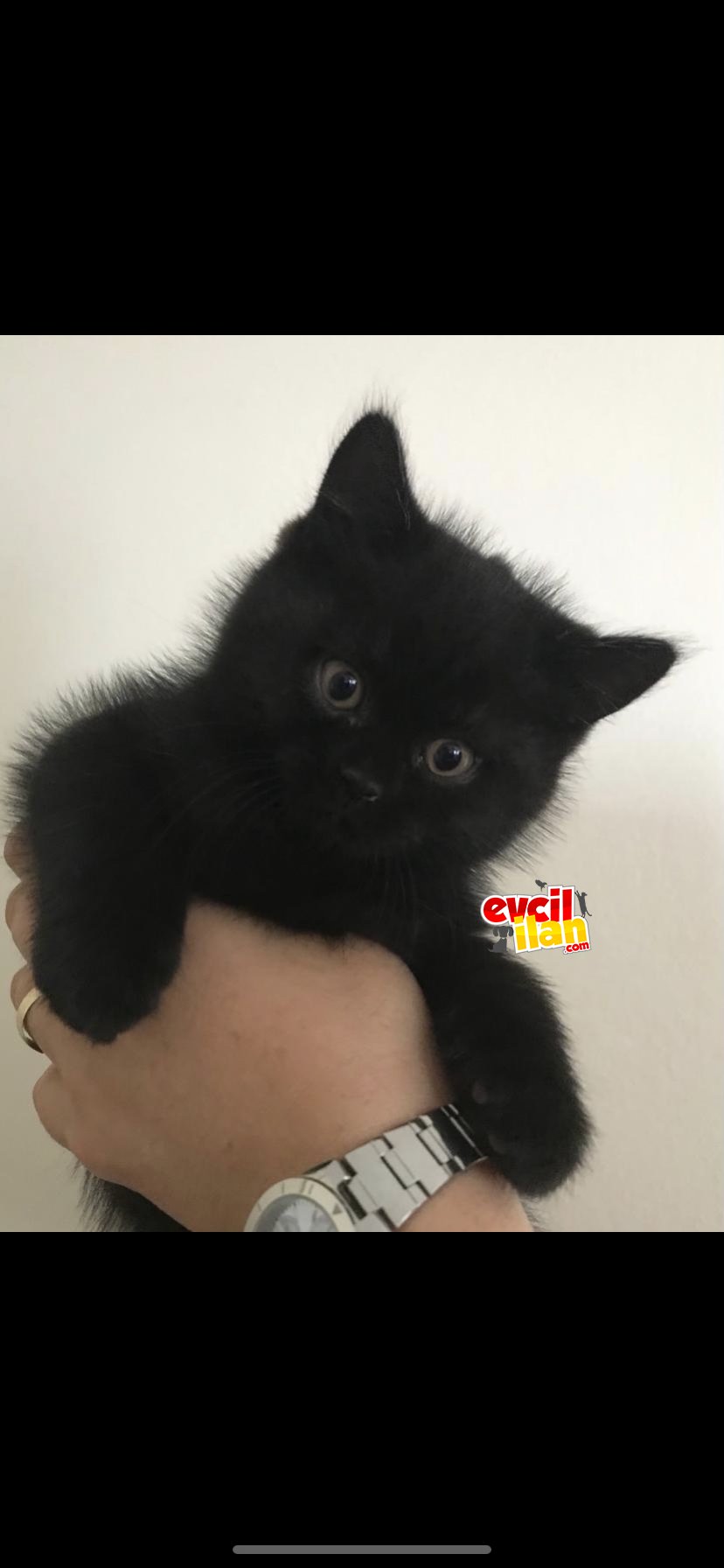 2,5 aylık erkek british shorthair 