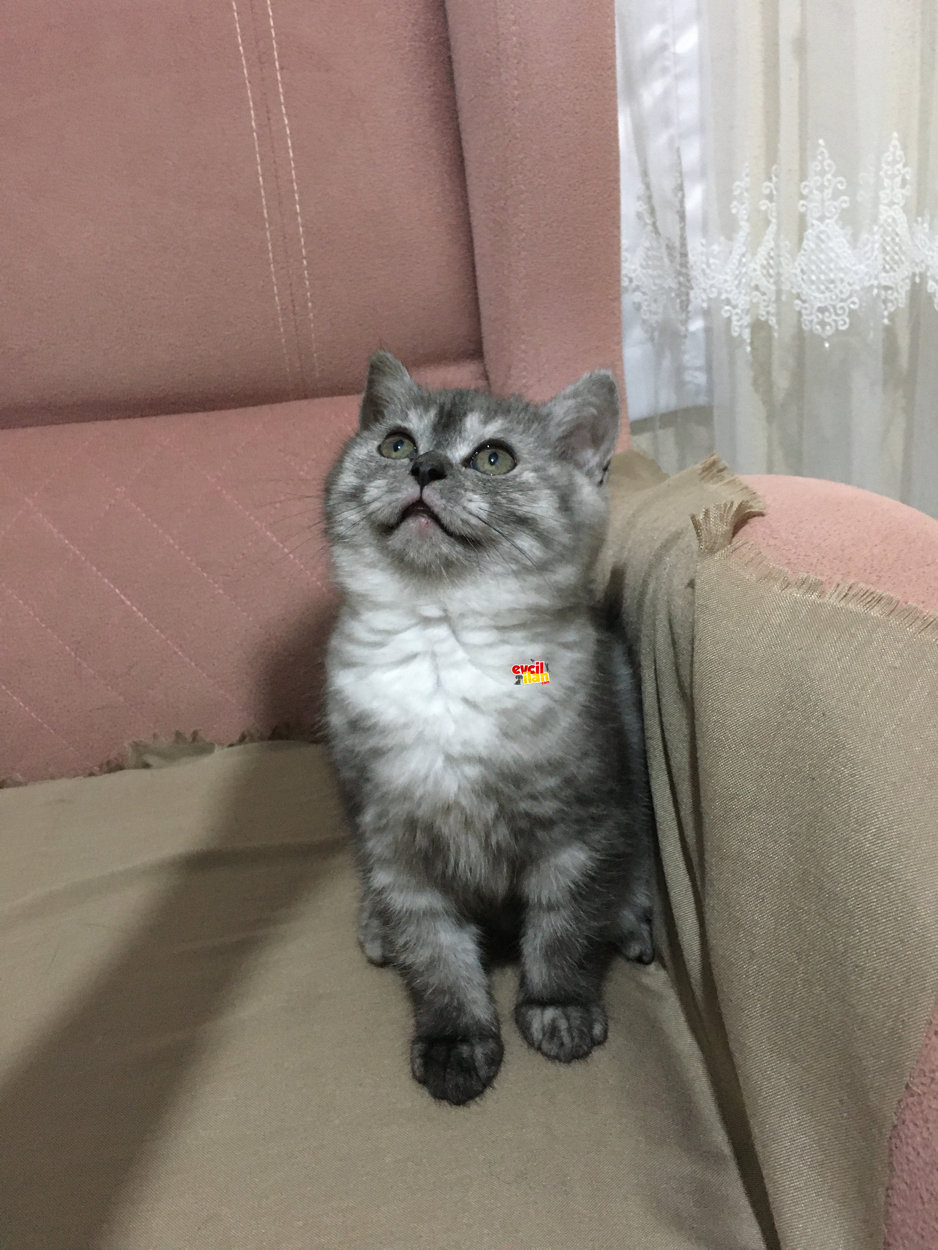 2.5 aylık Eylül kızımızı sahiplendiriyoruz 