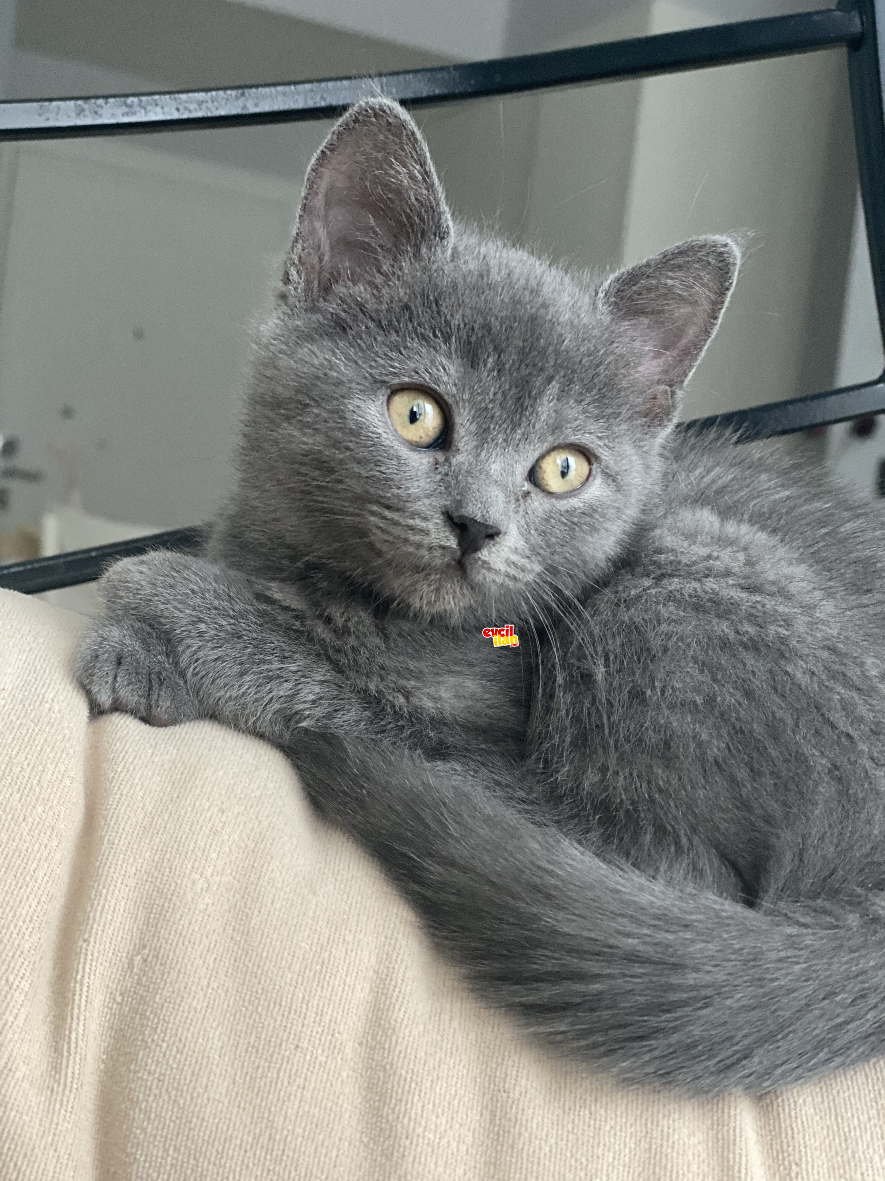 Safkan british shorthair 3,5 aylık oğluma gerçekten iyi bir aile arıyorum 