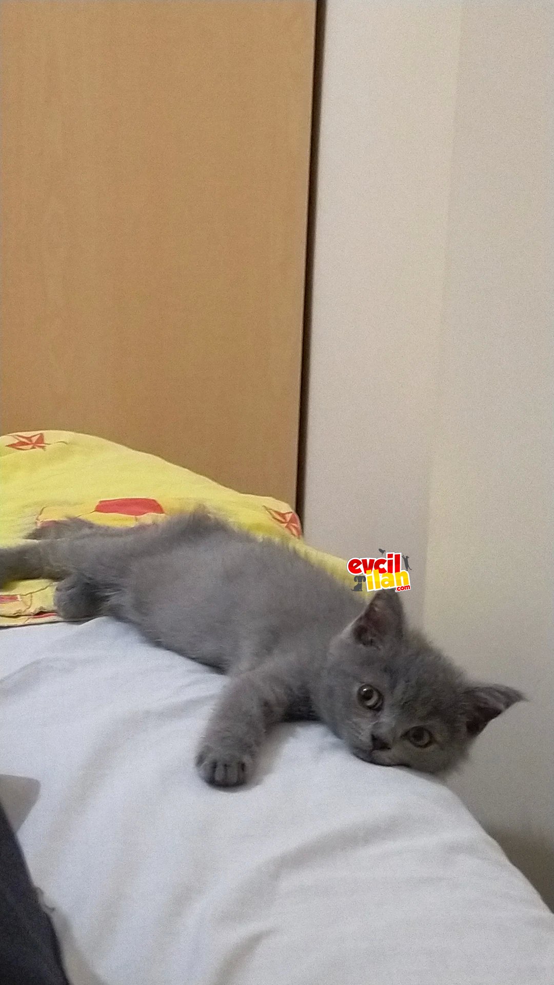 2.5 aylık saf British Shorthair iç dış parazitleri yapıldı 
