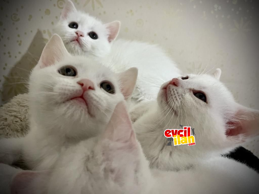 2.5 aylık safkan brithish yavruları 