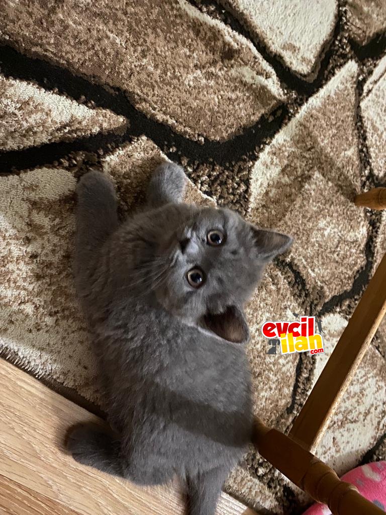 2.5 aylık safkan