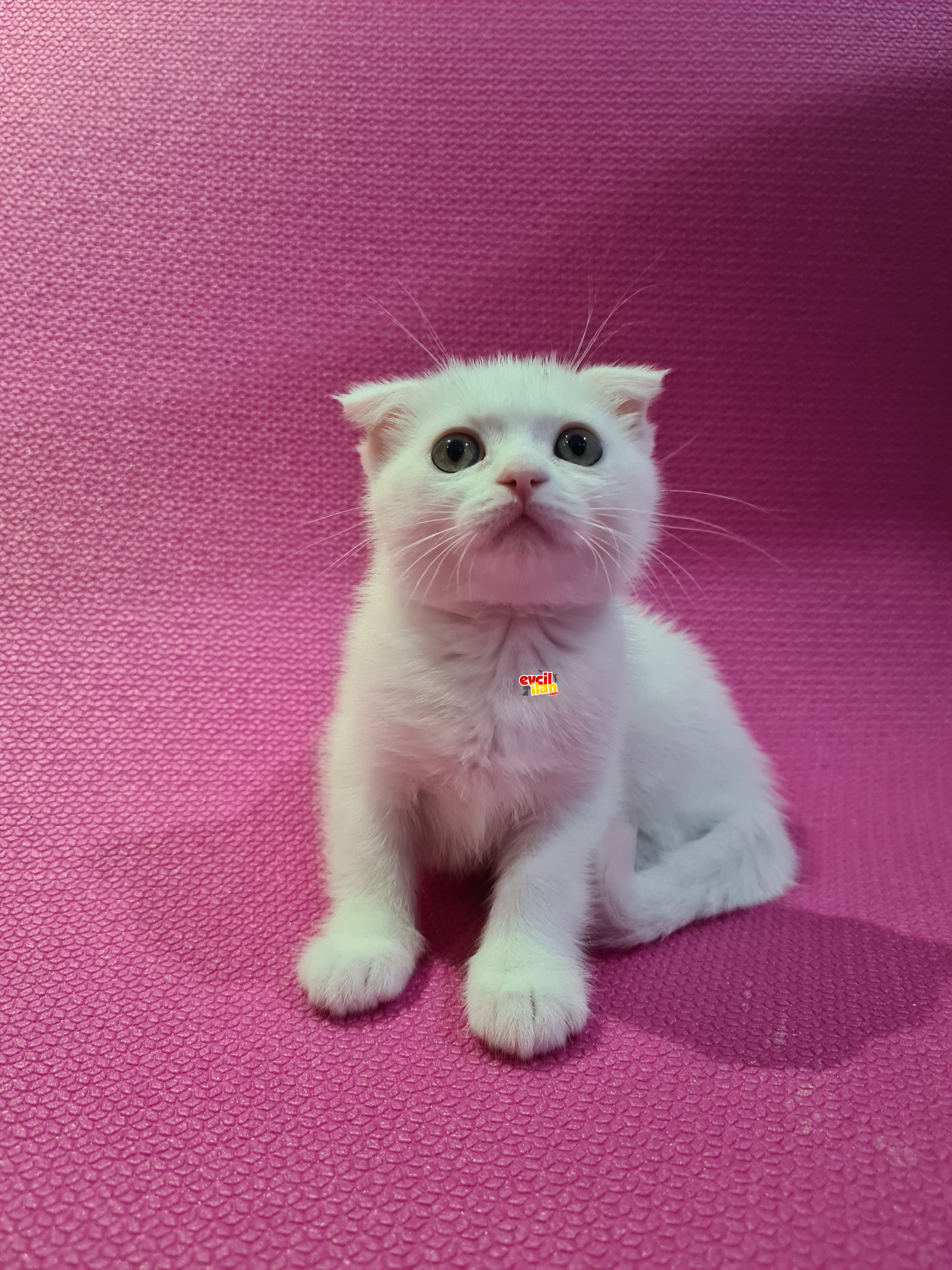 2,5 Aylık Scottisch Fold Bebeğim