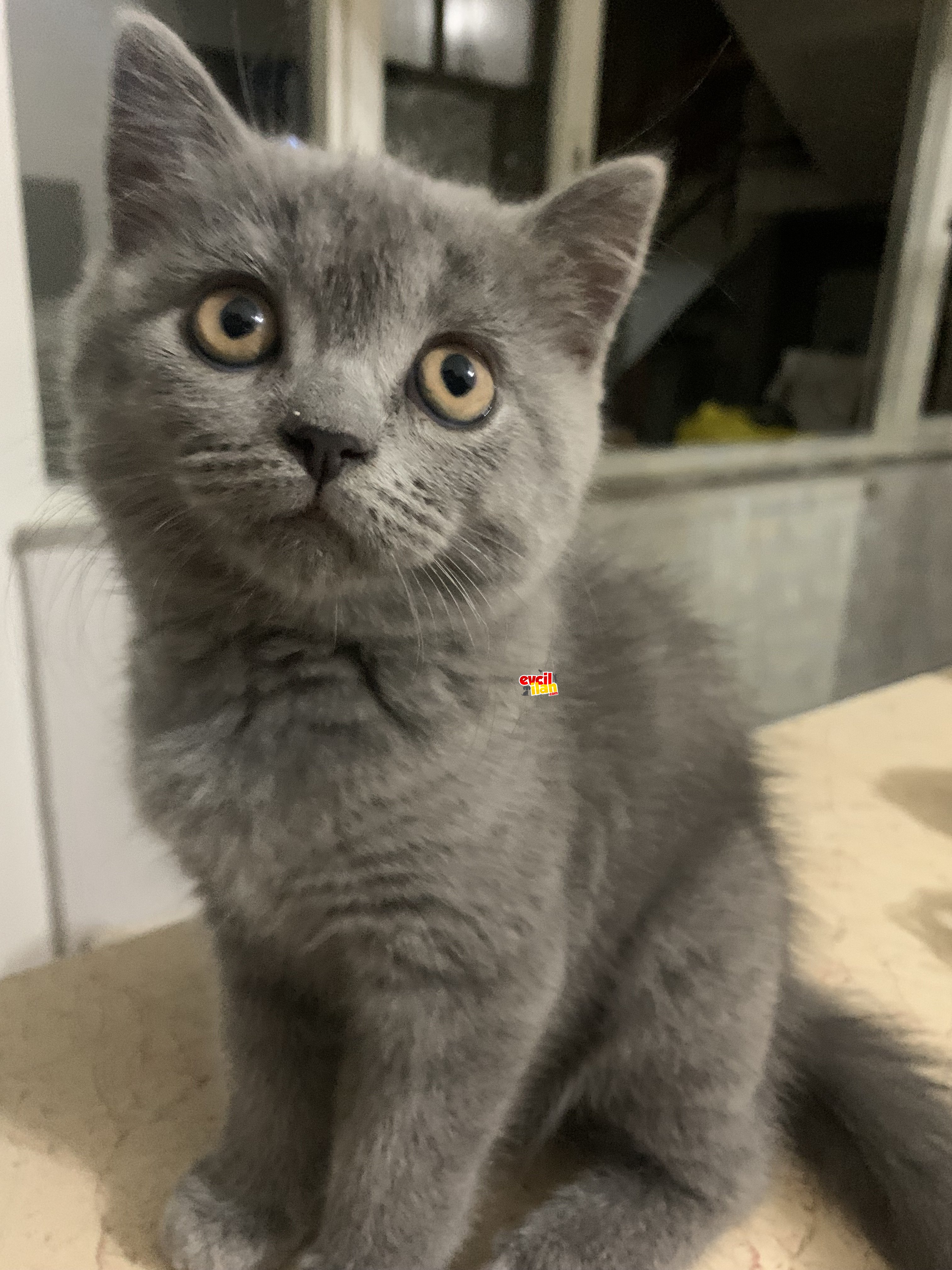 2.5 aylık uygun ücretli british shorthair yavrular 