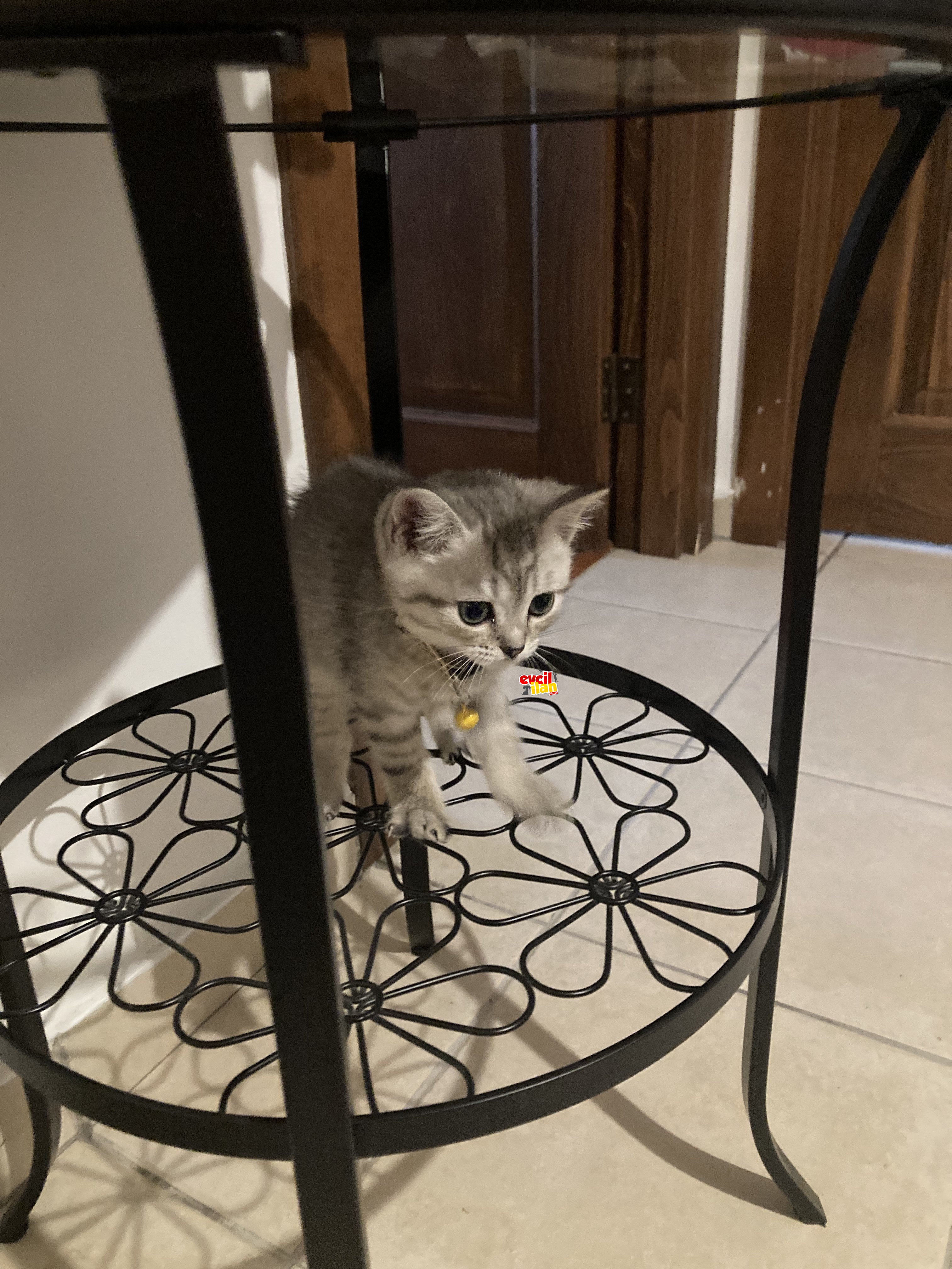 2.5 aylık yavru british shorthair kedi