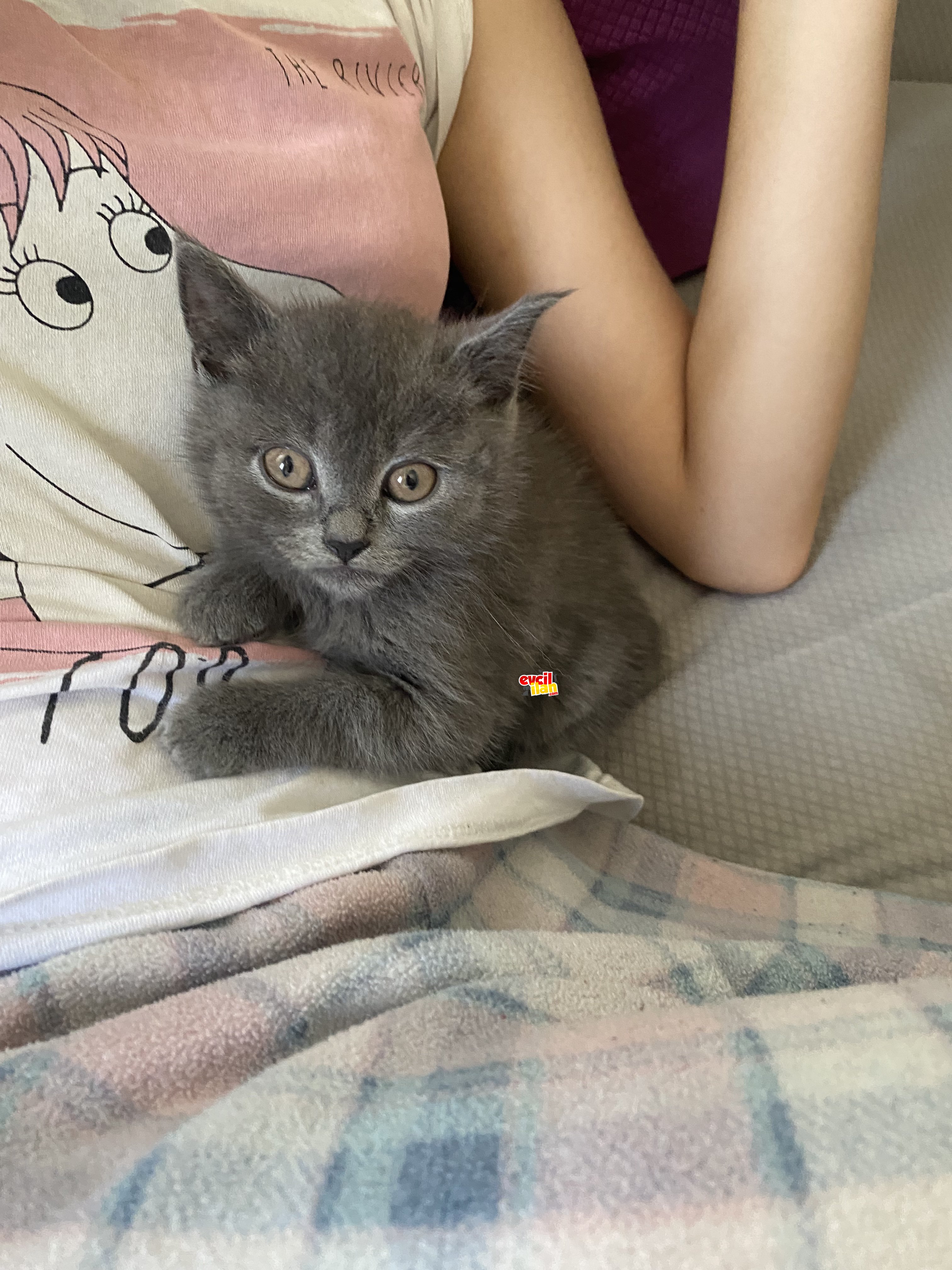 2,5 Aylık Yavru British shorthair kedim