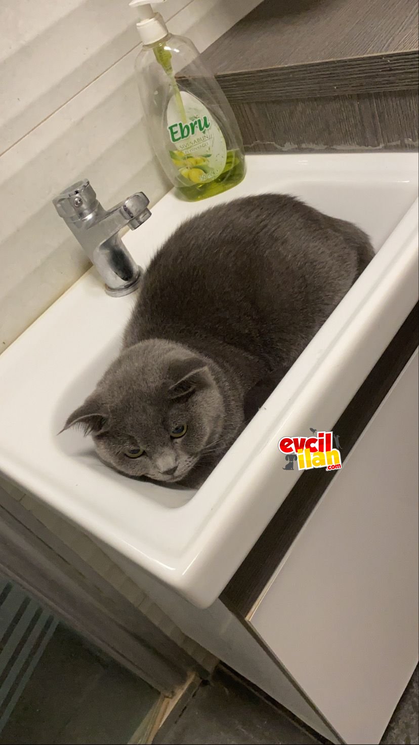 2.5 yaşında dişi british shorthair kedimiz