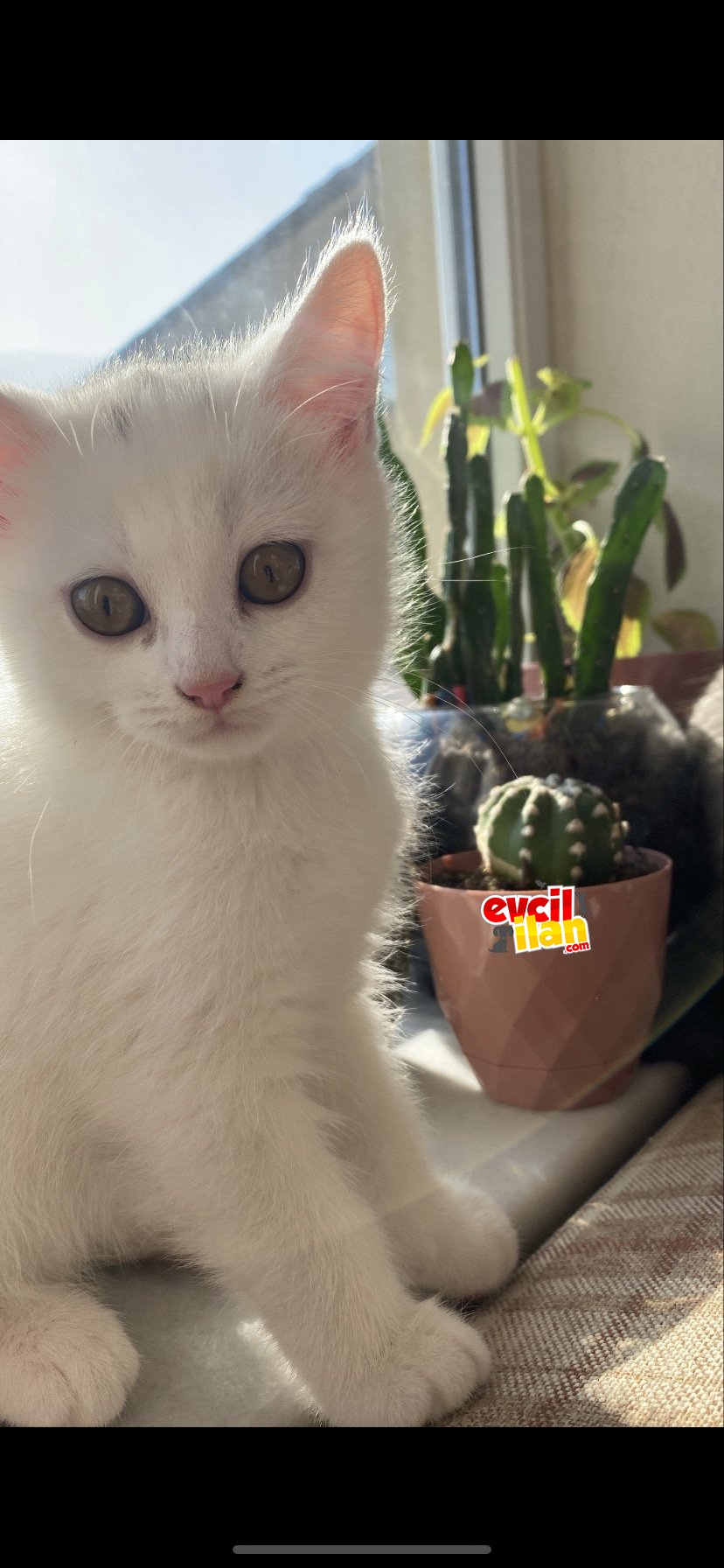 2,5aylık erkek british shorthair 