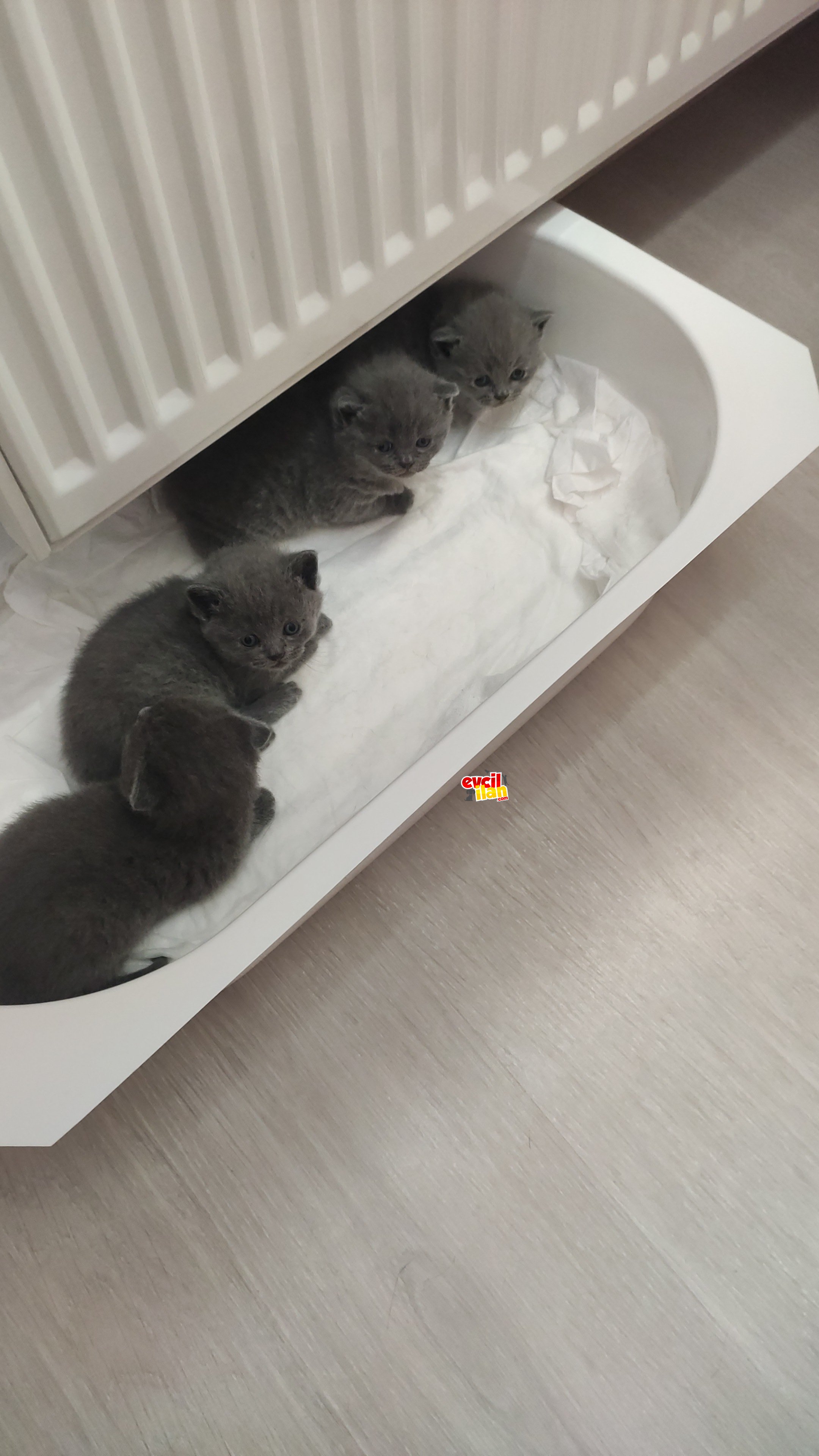 26 Ocak doğumlu minnoslar 