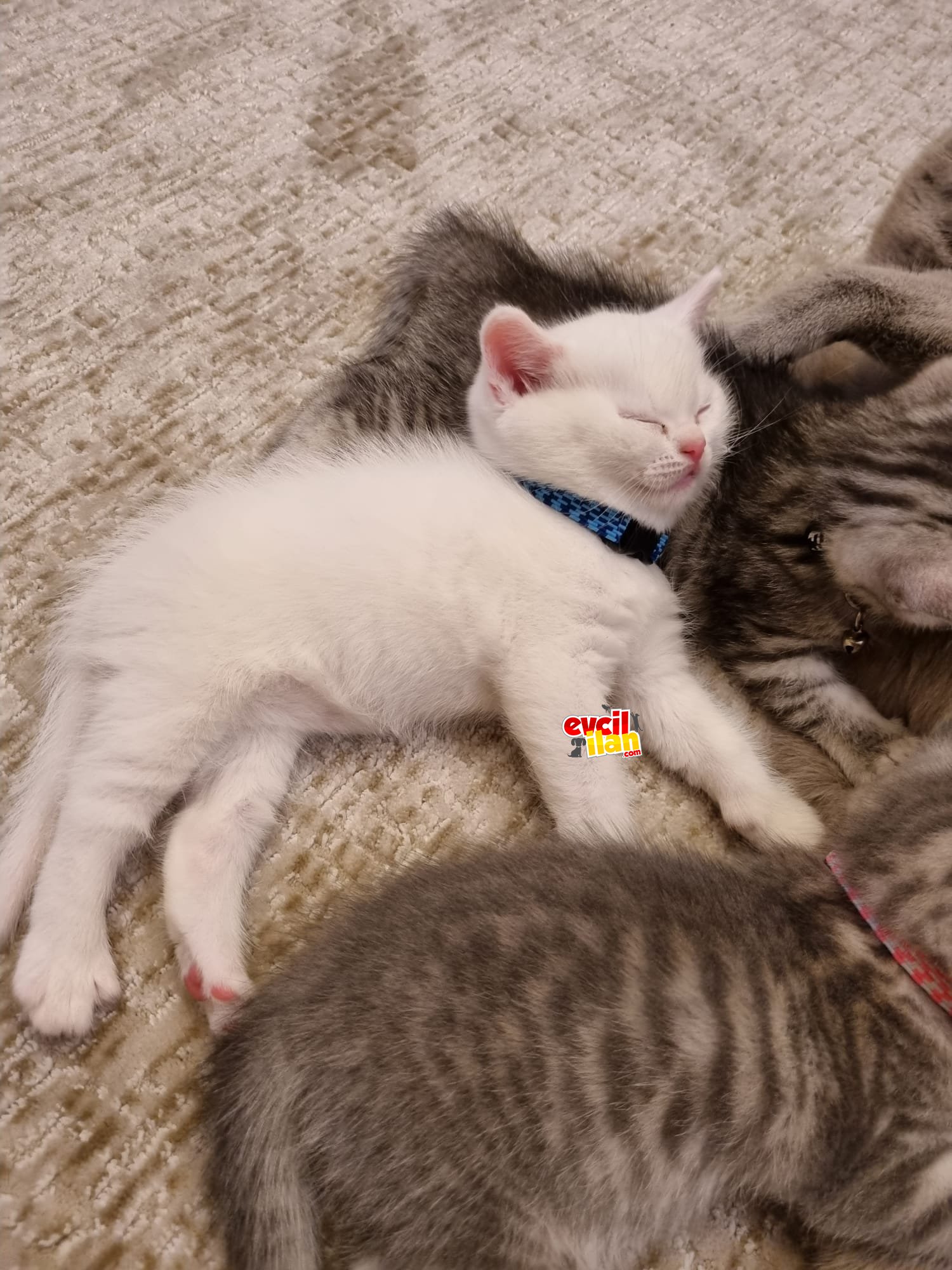 28 şubat doğumlu HARİKA british yavrular