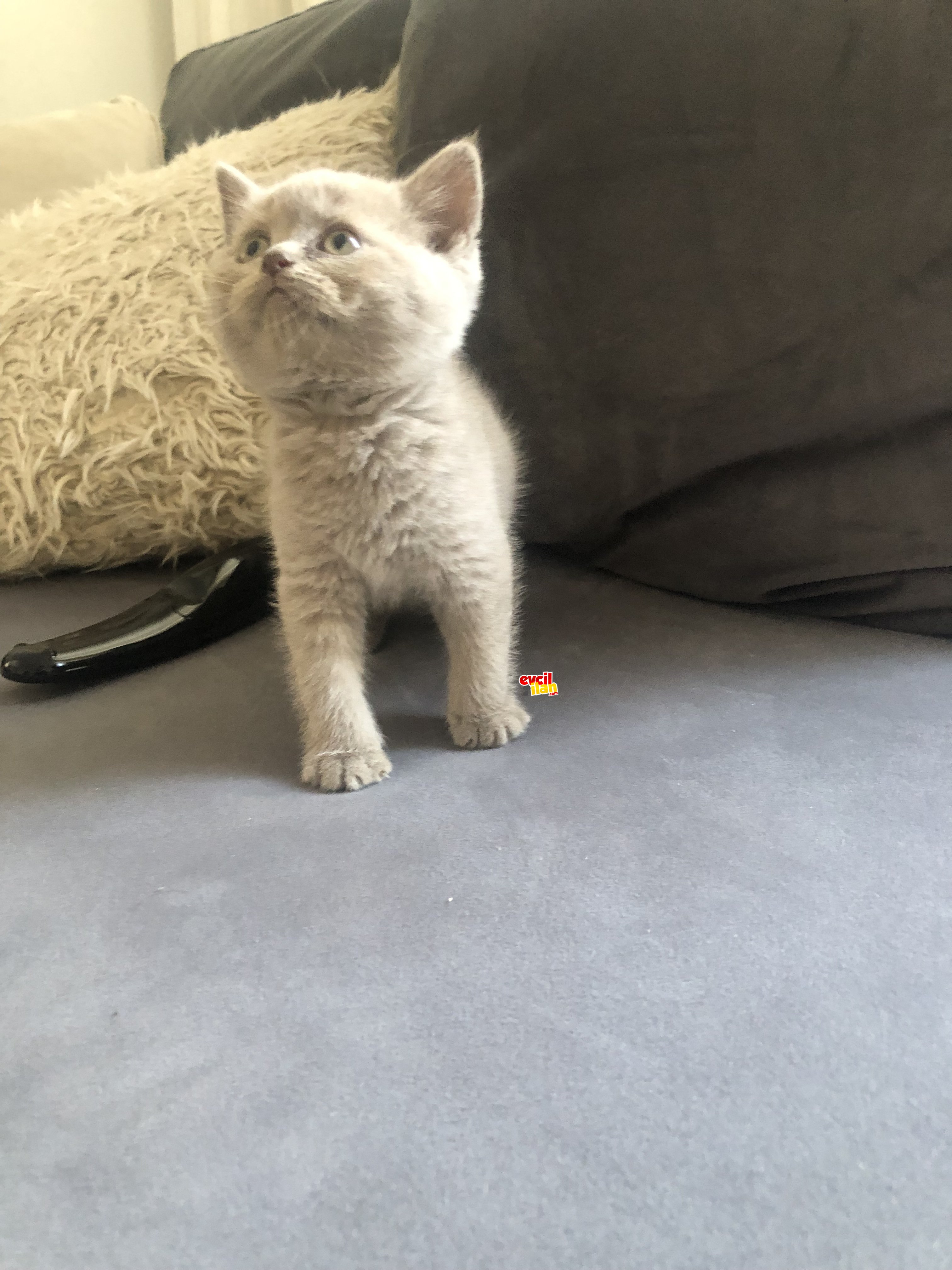 29 mart doğumlu british shorthair