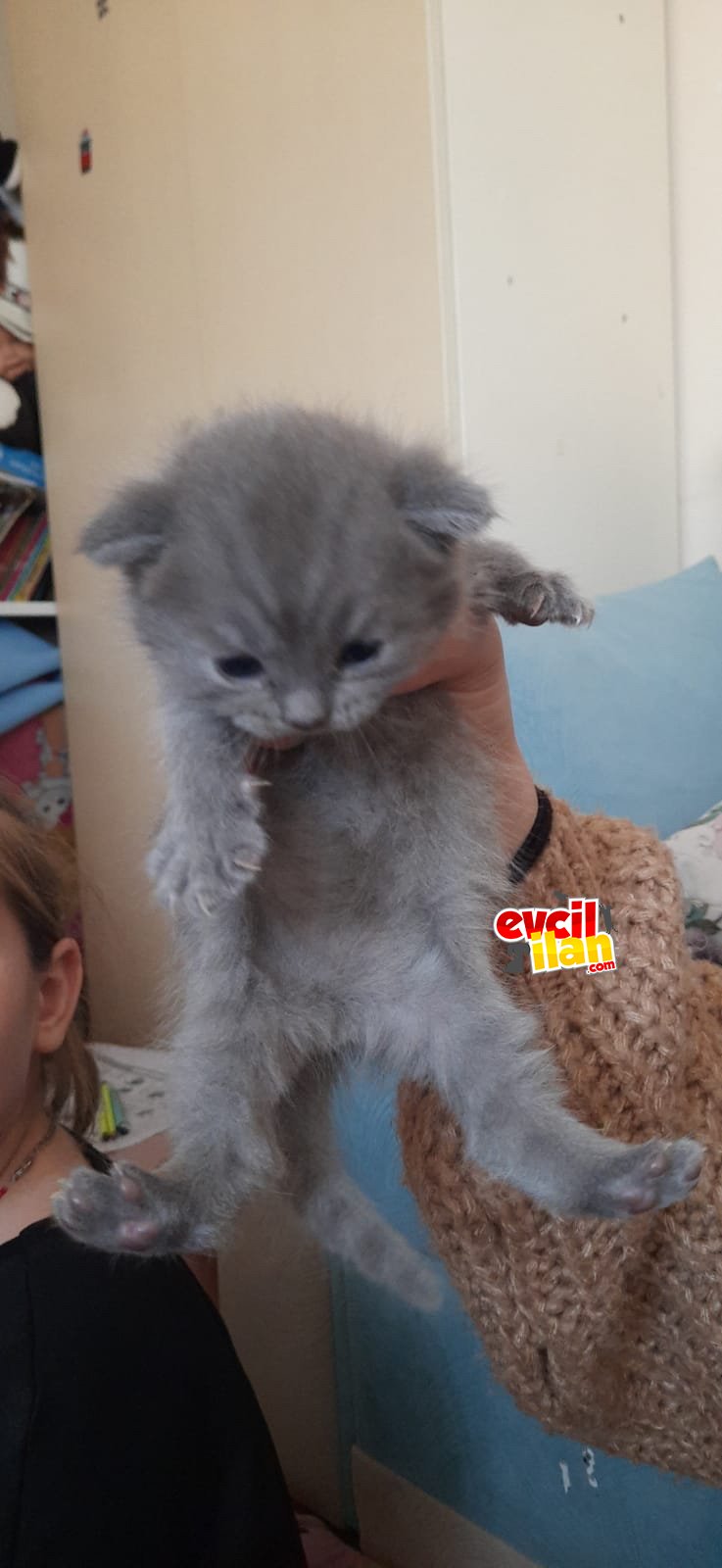 2aylık bitiriş scotiş kediler anne sütünü yeteri kadar aldı safkan yavrular 