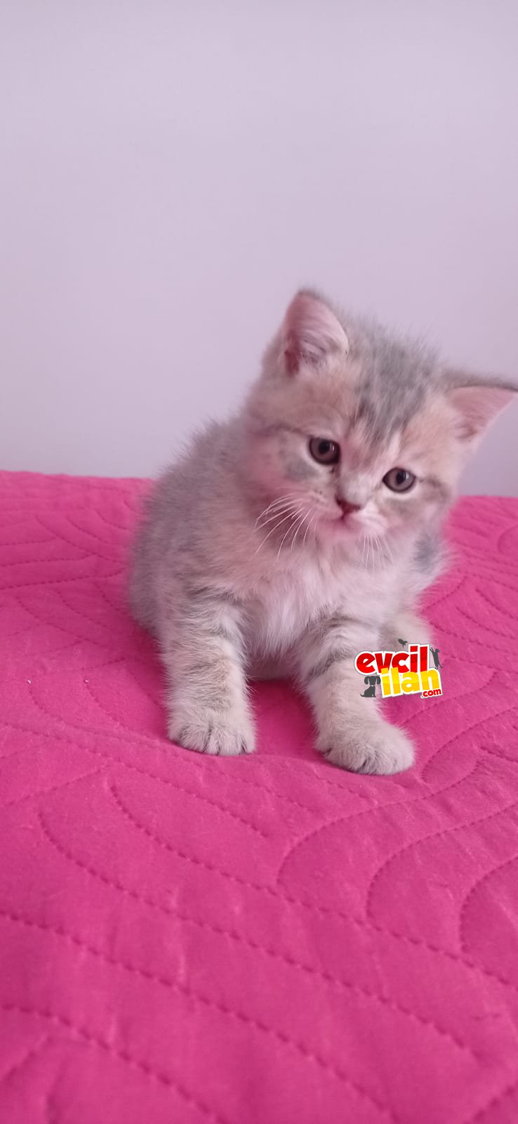 2aylık sevimli bakımlı eğitimli yavrular