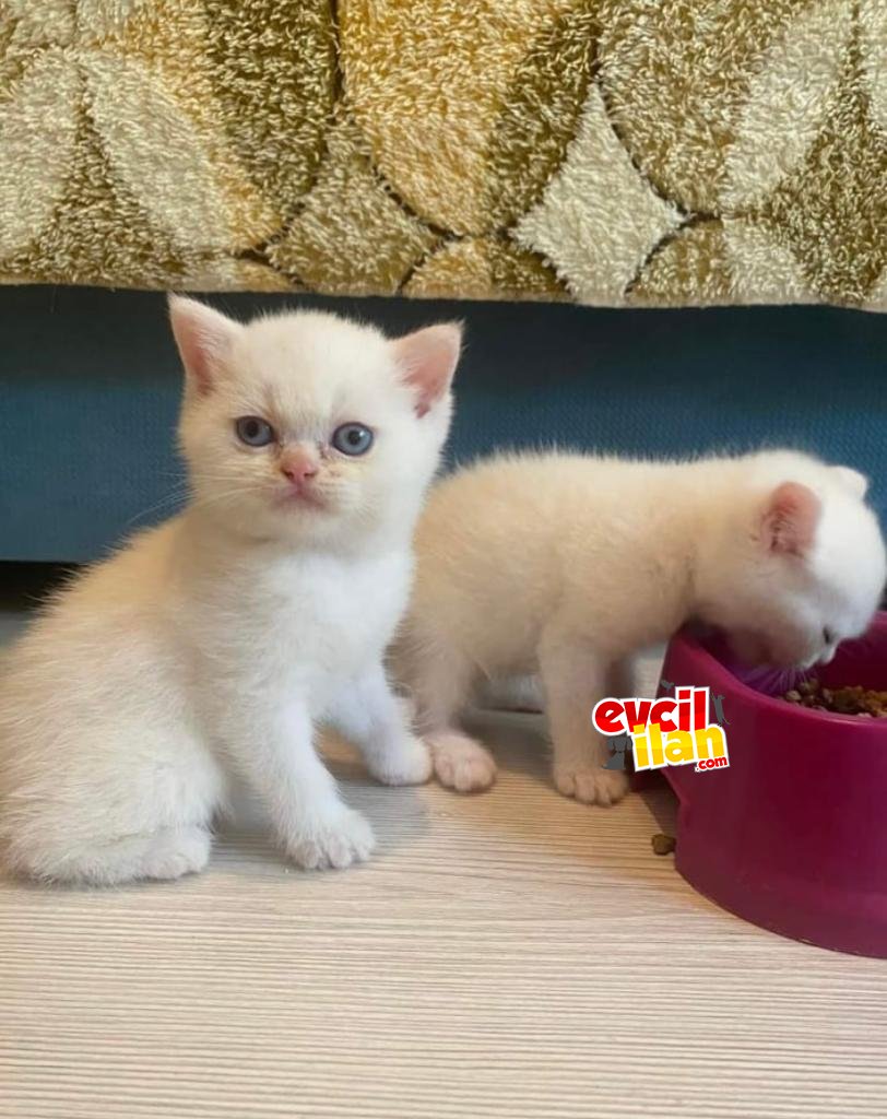 3 .5 aylık erkek british shorthair