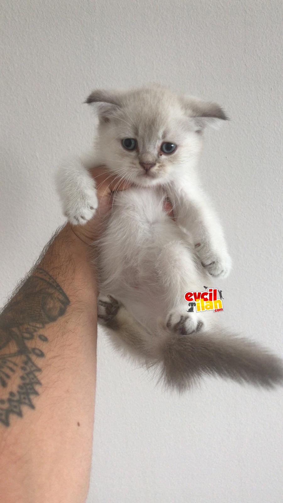 3 adet 2 aylık yavru