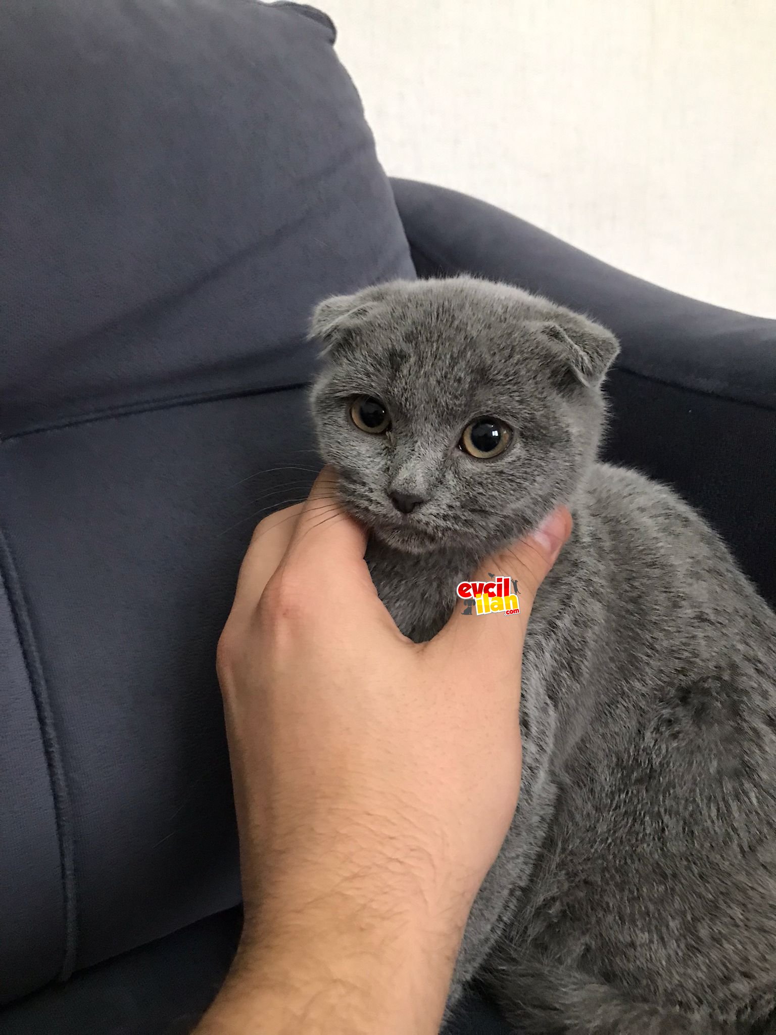 3 ADET DÜNYA TATLISI KEDİ YAVRUSU