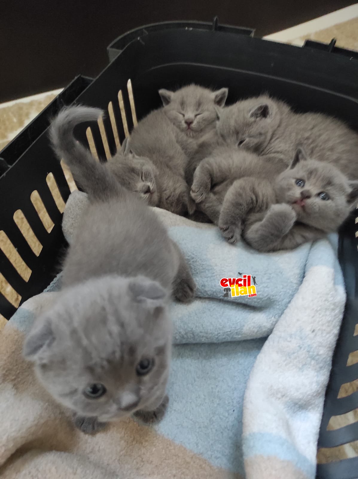 3 adet yavrum sahiplendirilicek