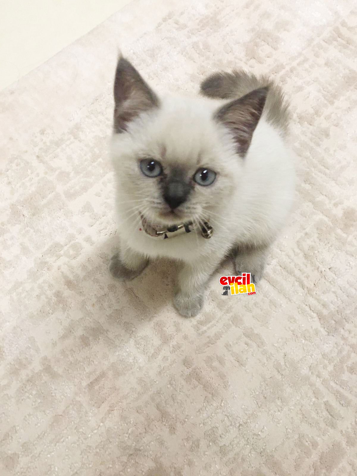 3 AYLIK BAKIMLI BRITISH SHORTHAIR BLUE POINT