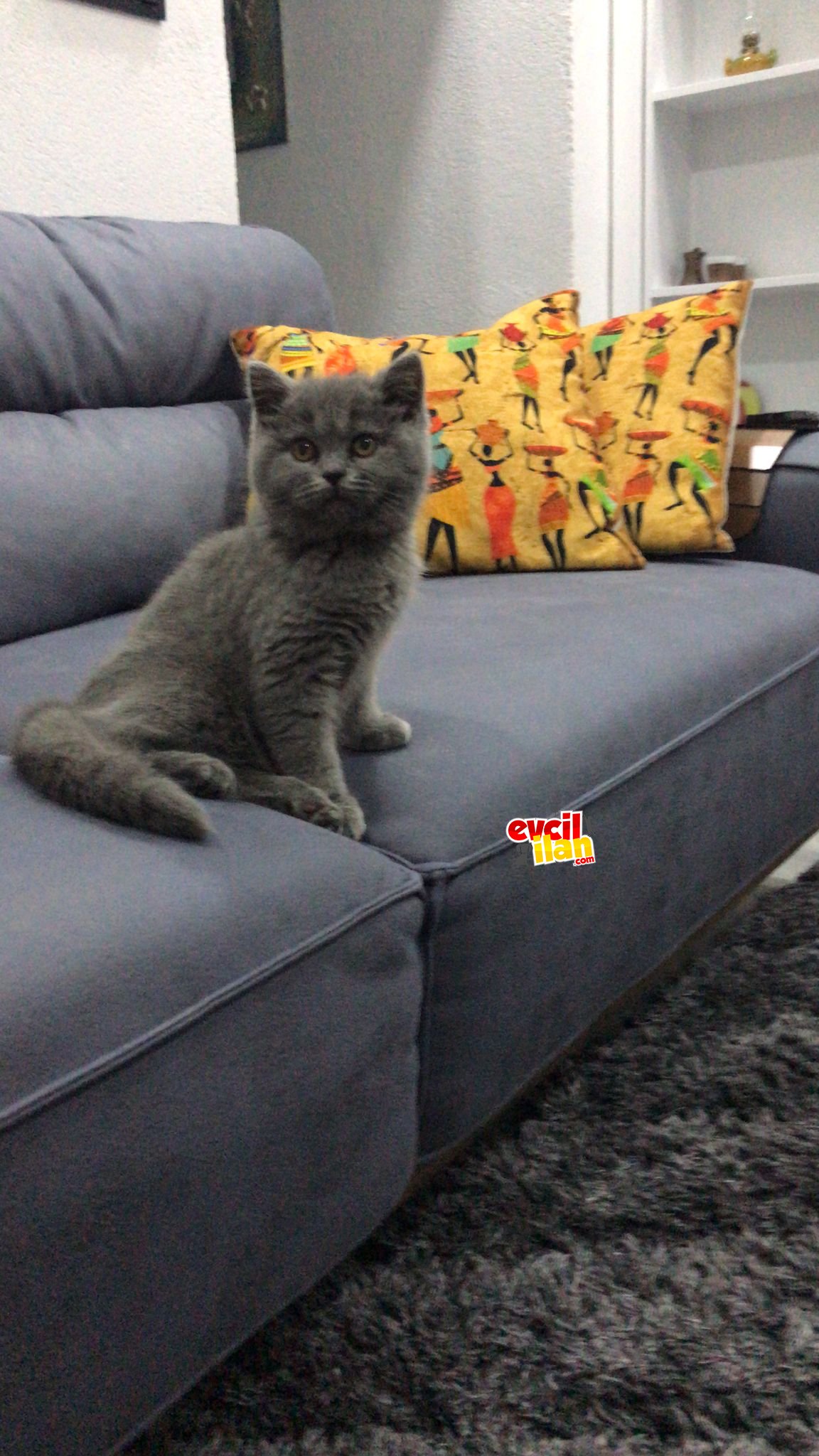 3 aylık british kızımıza yuva arıyoruz 