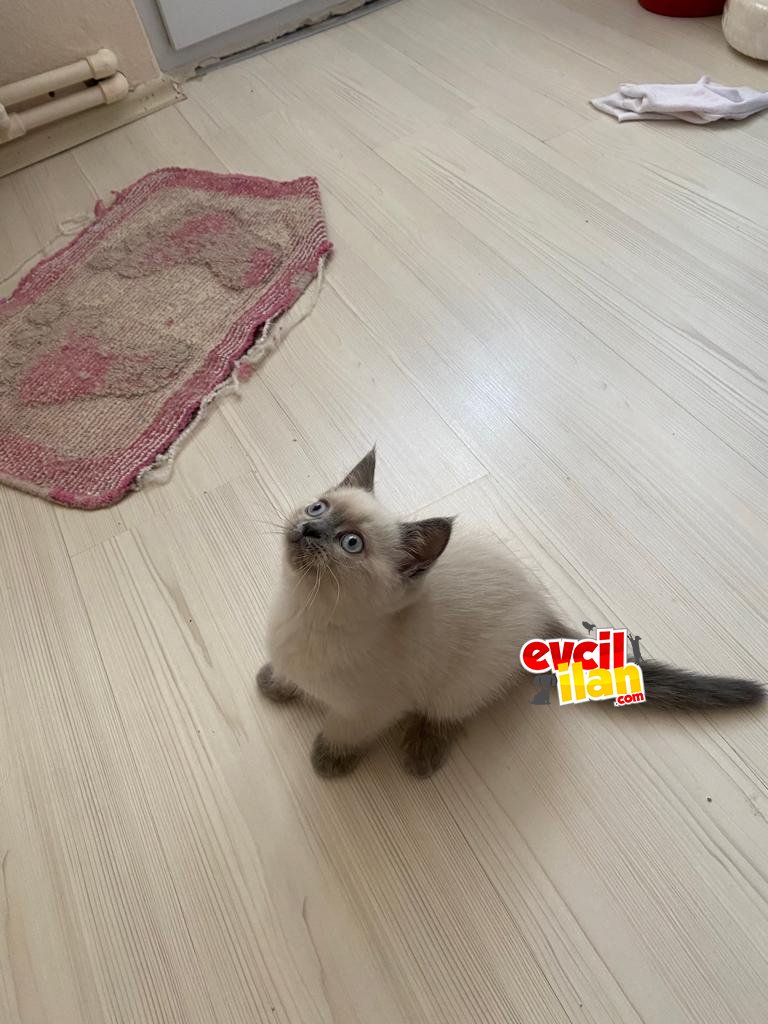 3 AYLIK BRİTİSH SHORTAİR????