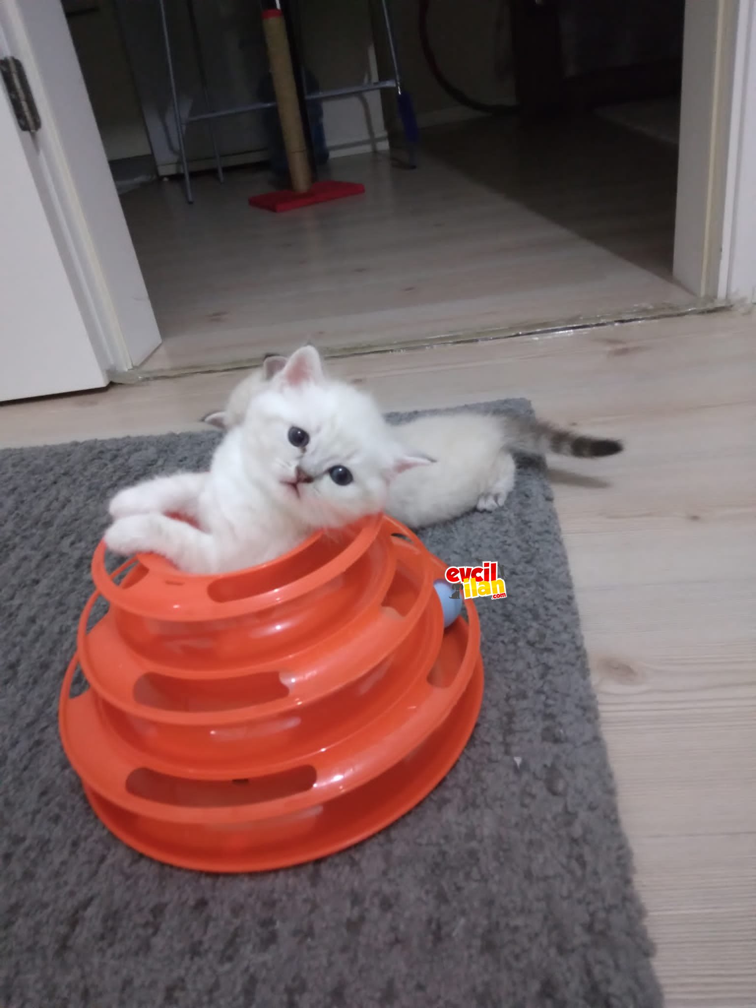 3 aylik british shorthair erkek ve dişi 
