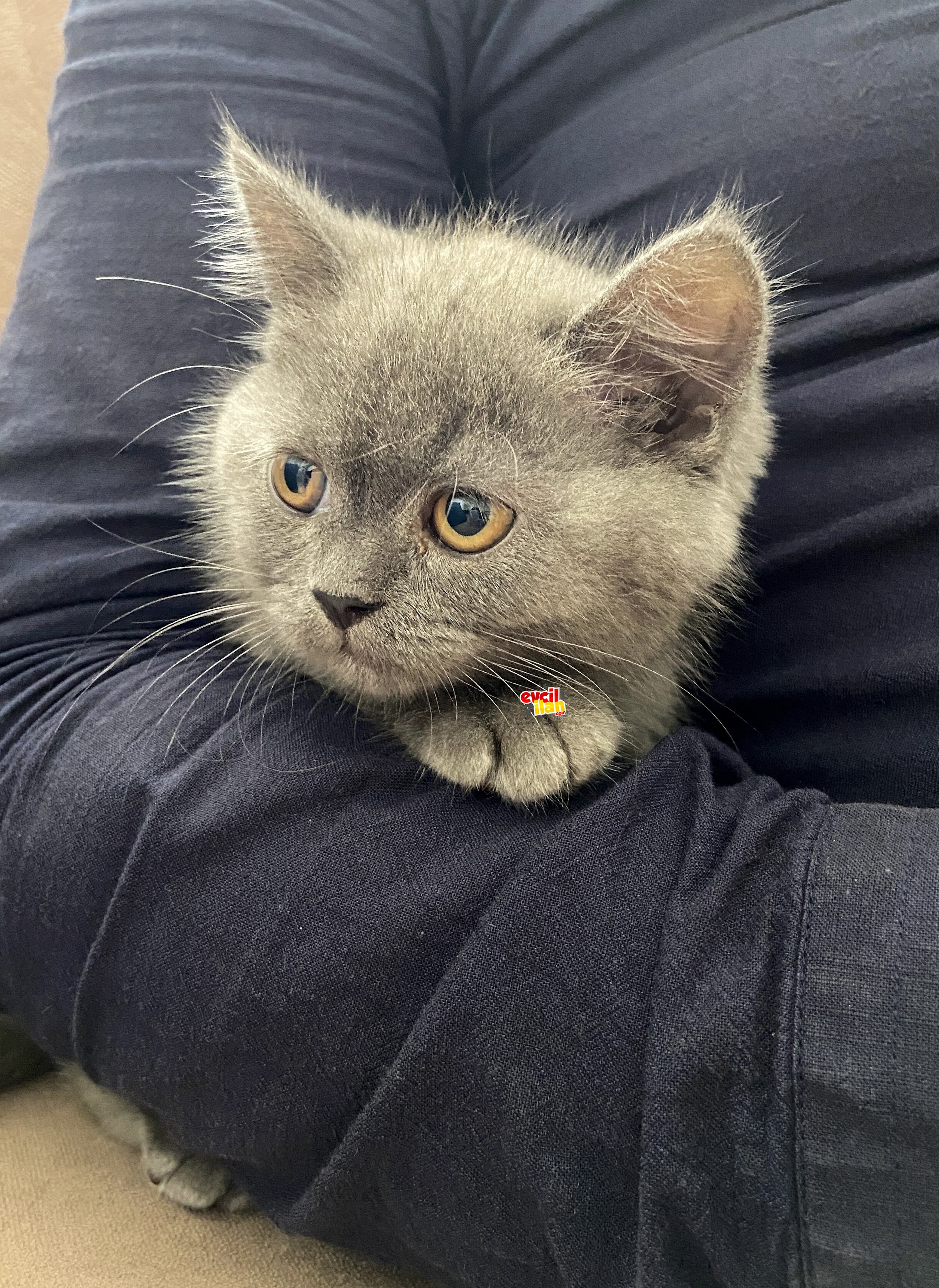 3 Aylık British Shorthair oyuncu evin neşe kaynağı