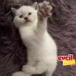 4 aylık british shorthair yavru kedimiz