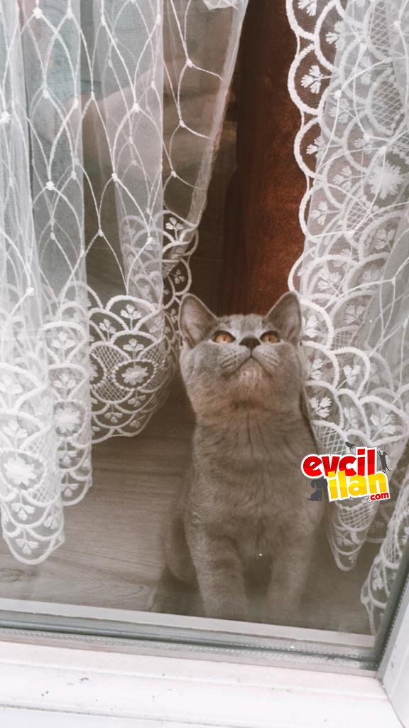 Acil 3 aylık British shorthair yavrumuz