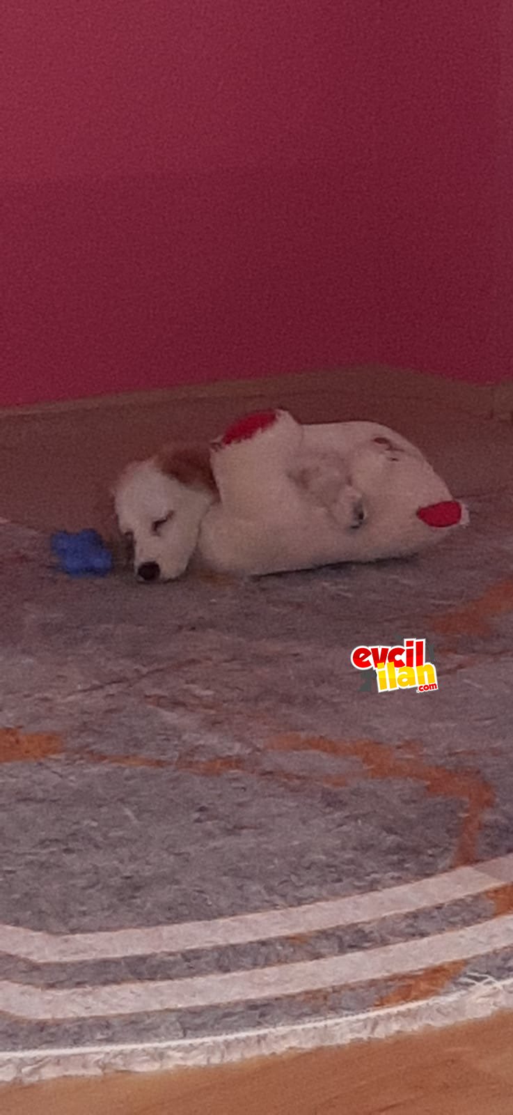 3 aylık cavalier king Charles sahiplendirilecektir