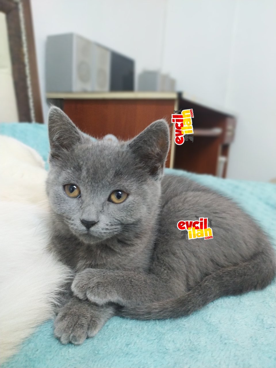 3 aylık dişi british shorthair