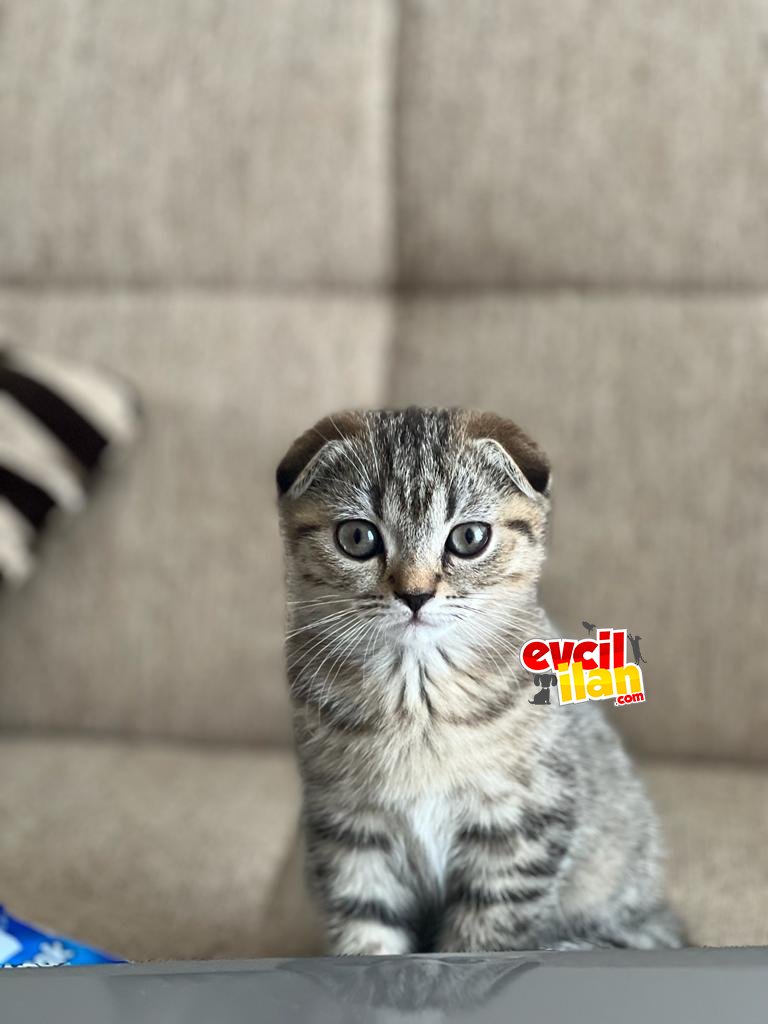 3 aylık dişi scottish 