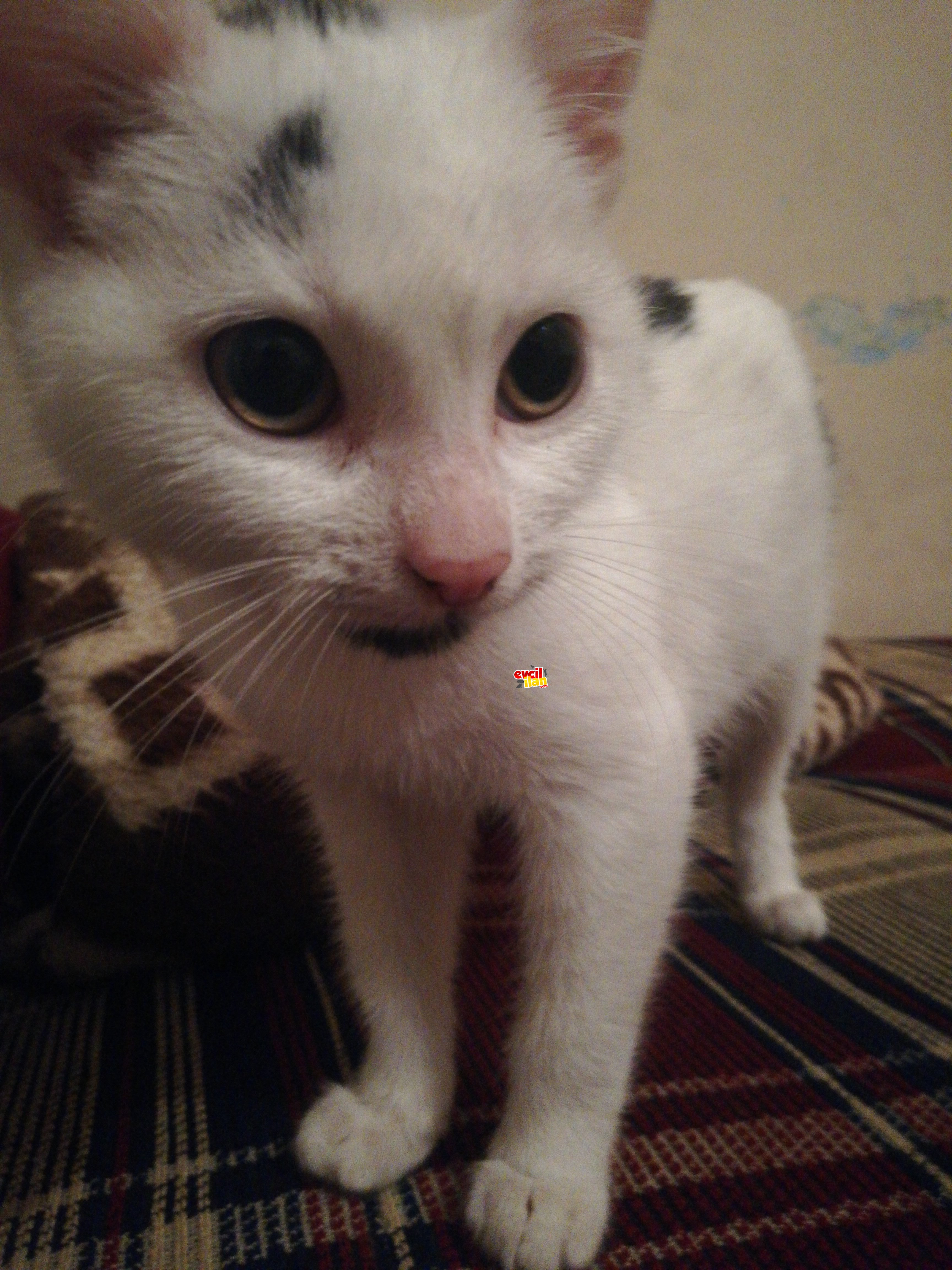 3 aylık dişi yavru kedi
